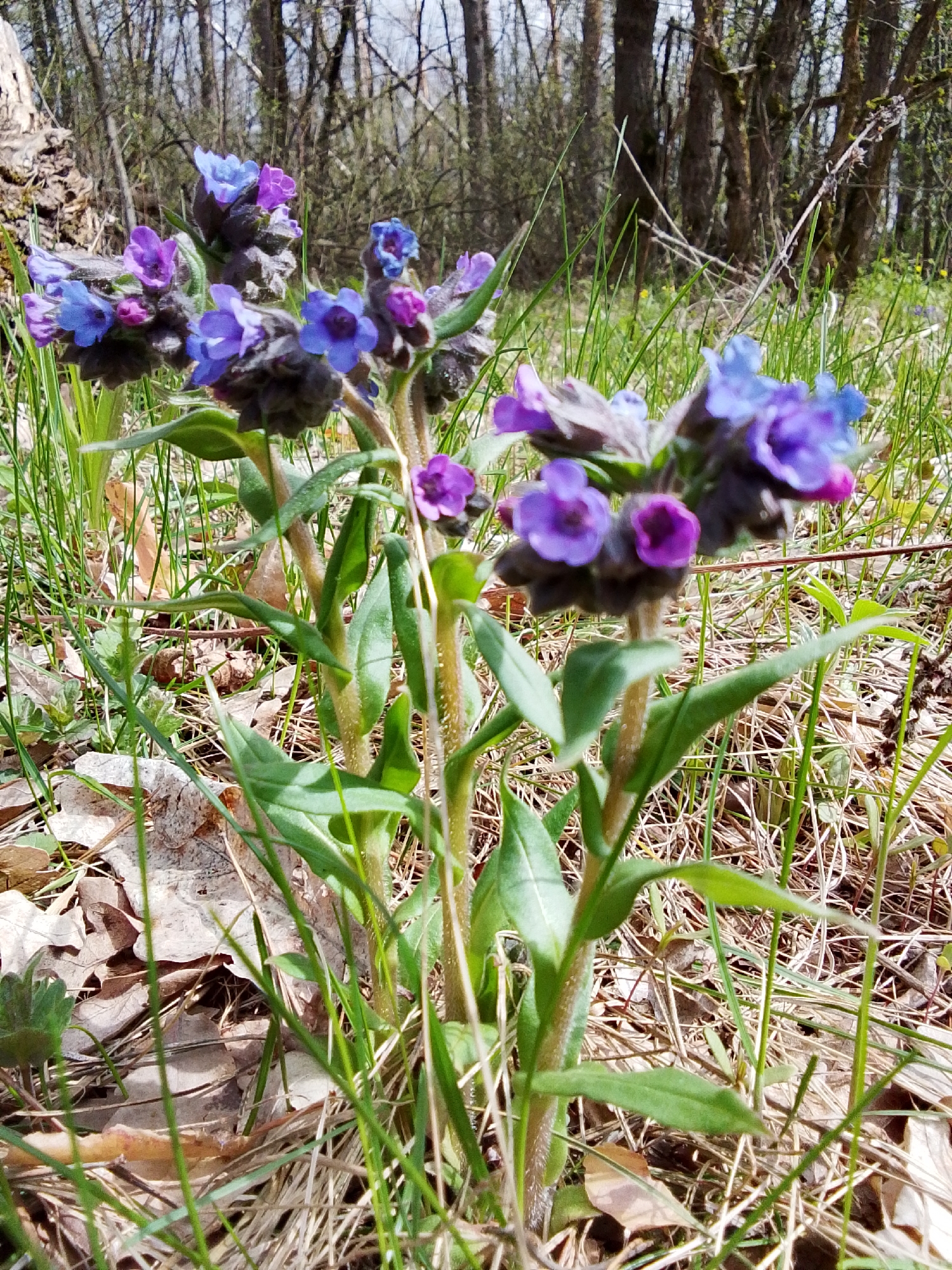 A close-up photograph showcases a vibrant cluster of Lungwort (Pulmonaria) flowers blooming on the forest floor in Елец-Маланино, Russia. The main subjects are the small, bell-shaped flowers, which exhibit a striking color transition from pink and purple to various shades of blue, a common characteristic of this plant as it matures. The flowers are arranged in dense clusters atop hairy green stems, with narrow, pointed green leaves visible around their bases.
The setting is a natural woodland environment, depicted in what appears to be early spring. The ground is covered with a mix of fresh green grass shoots, patches of dry, straw-like grass, and numerous fallen brown leaves, suggesting leaf litter from the previous autumn. In the background, a dense stand of deciduous trees with bare, dark trunks and branches dominates, indicating that the trees have not yet fully leafed out for the spring.
The time of day appears to be bright daylight, with clear illumination highlighting the details of the flowers and foliage. The overall atmosphere conveyed is one of peaceful natural beauty and the subtle signs of spring's arrival in the forest. There are no people, explicit activities, or visible text in the image.