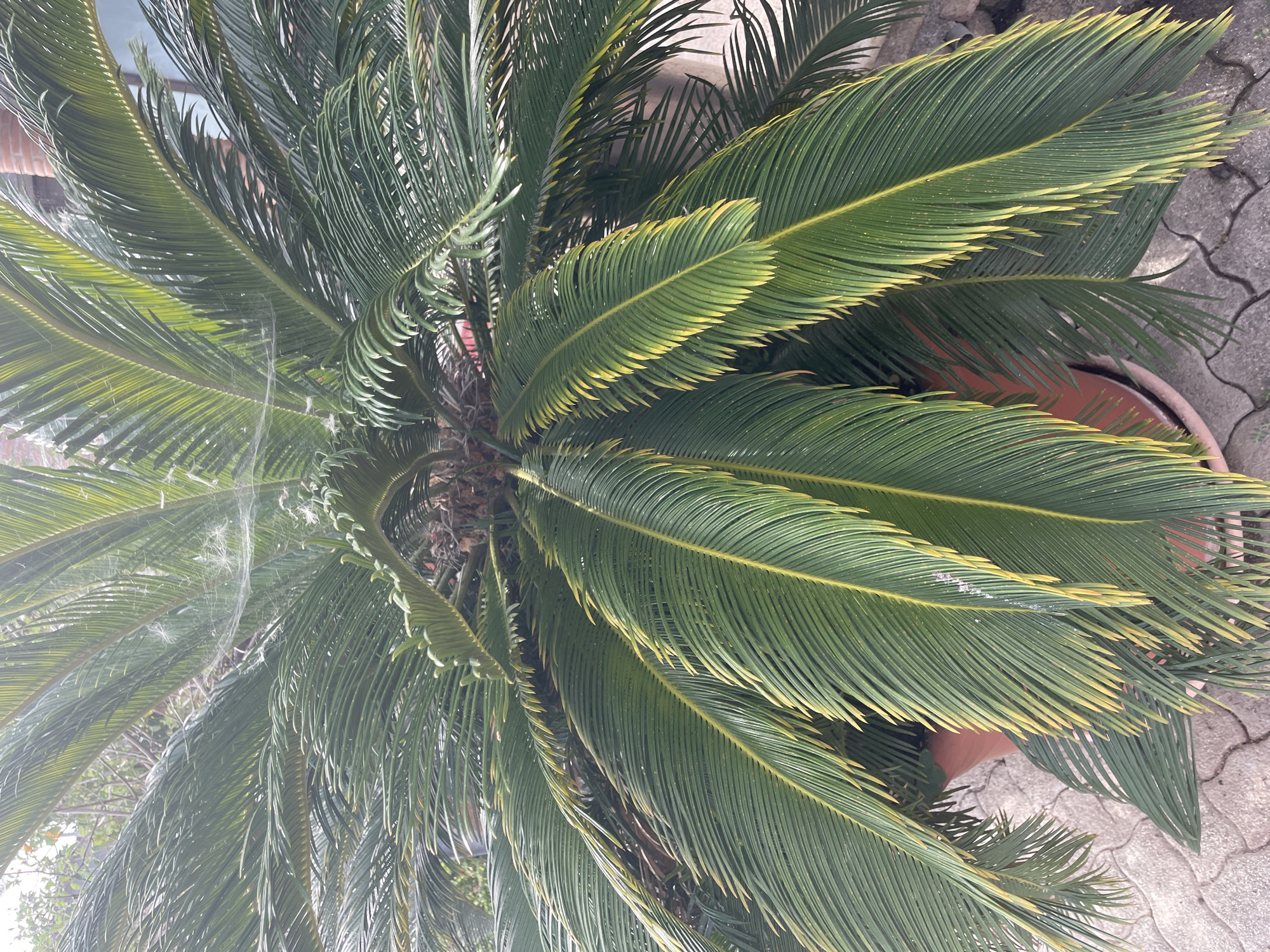 The image shows a close-up of a sago palm plant in a terracotta pot. The palm has long, deep green fronds with yellow tips. There are some spiderwebs visible on the fronds. The pot is placed on a paved area with a pattern of grey interlocking stones. In the background, there is a brick structure, possibly a wall, and some greenery. The scene appears to be outdoors in a residential or garden setting.