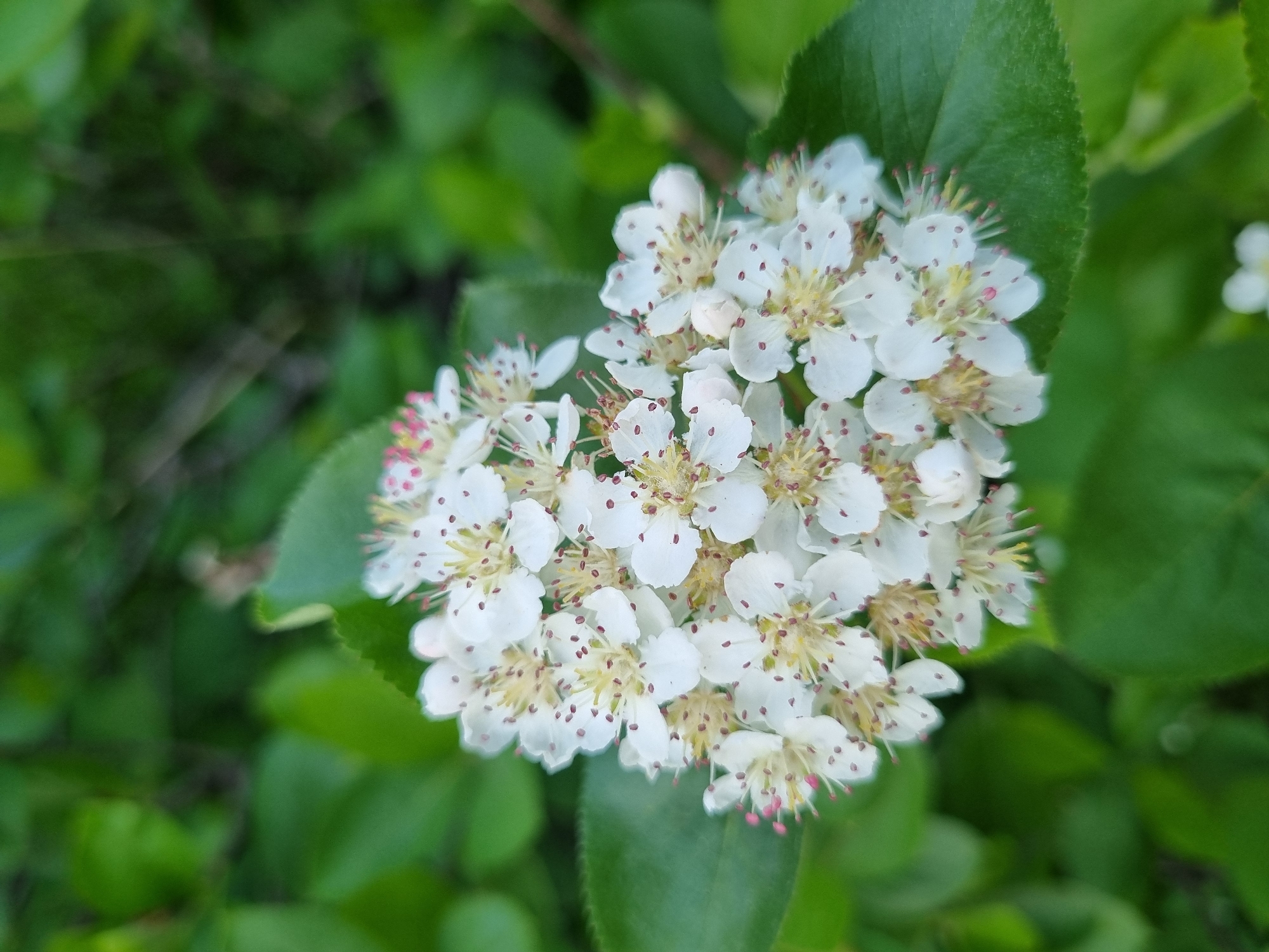 A close-up, slightly high-angle shot shows a cluster of small, white flowers surrounded by green leaves. The flowers have five petals each, with light yellow stamens and styles tipped with pinkish-red. The leaves are dark green and slightly glossy, with visible veins. The background is a blurred mix of more green leaves, suggesting a garden or natural setting. The image was likely taken during the daytime. The location (Kemul, Russia) and the specific species of plant are not readily discernible from the image.