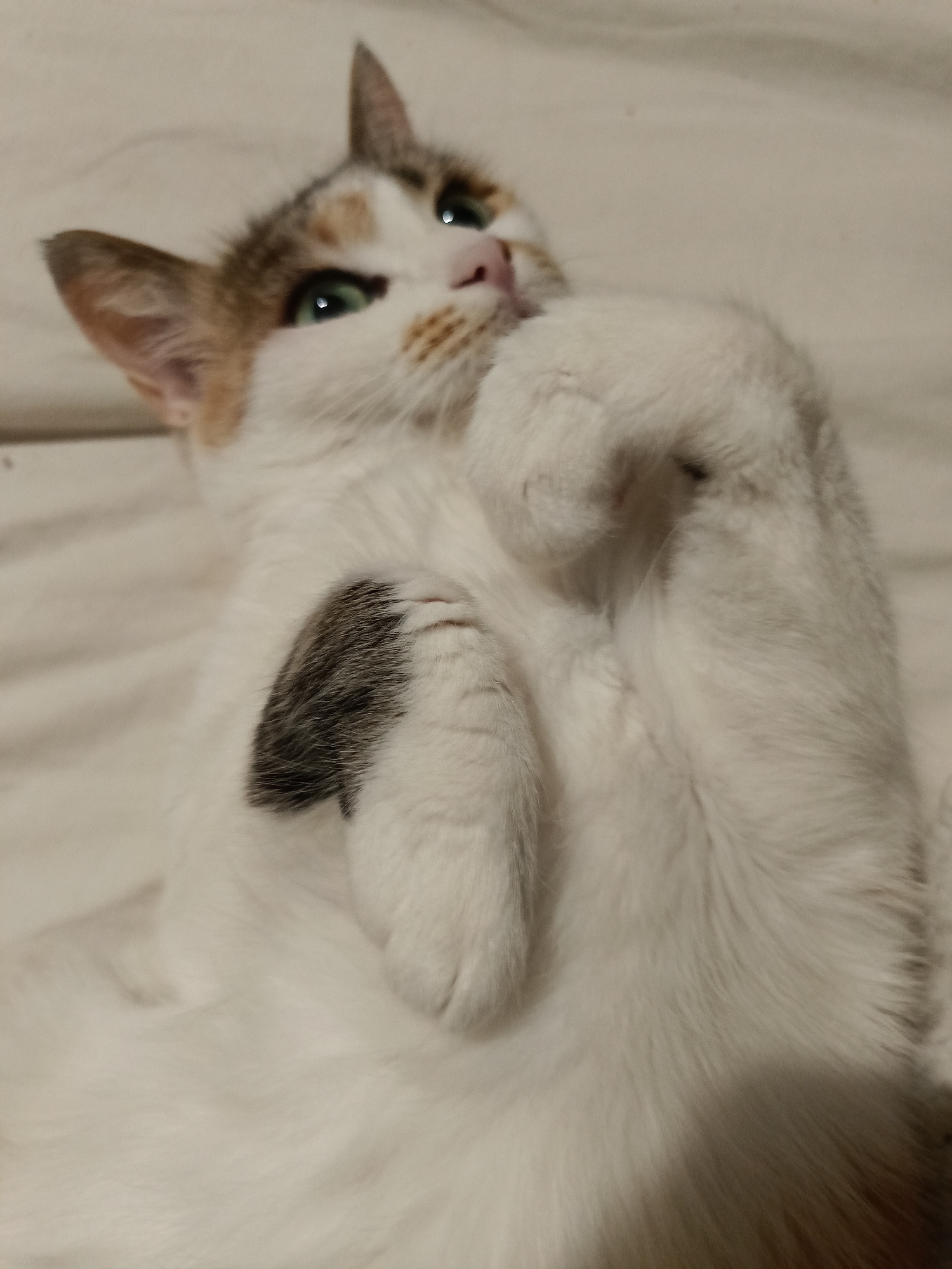 A calico cat is lying on its back on a cream-colored textured surface, possibly a bed or blanket. The cat has white fur with patches of brown and black. It has green eyes and is looking upwards with its paws curled towards its face. The lighting suggests an indoor environment. There is no indication of the city of Varna, Bulgaria, or any other location.