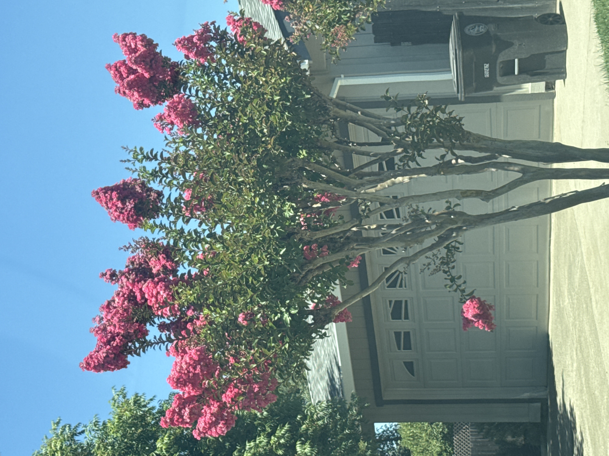 This image features a vibrant pink crape myrtle tree in full bloom, its branches laden with clusters of flowers. The tree's green foliage is lush, contrasting beautifully with the bright pink blossoms. Behind the tree, a light-colored garage door with a paneled design is visible, suggesting a residential setting. To the right of the garage, a dark gray trash bin with a recycling symbol and some visible text ("2522029") is positioned. The sky above is a clear, bright blue, indicating a sunny day. The overall scene evokes a feeling of summer and warm weather. The image appears to be taken from a slightly elevated perspective, possibly from a vehicle, as indicated by the angle and the presence of a street or driveway in the foreground. The location is identified as Citrus Heights, USA.