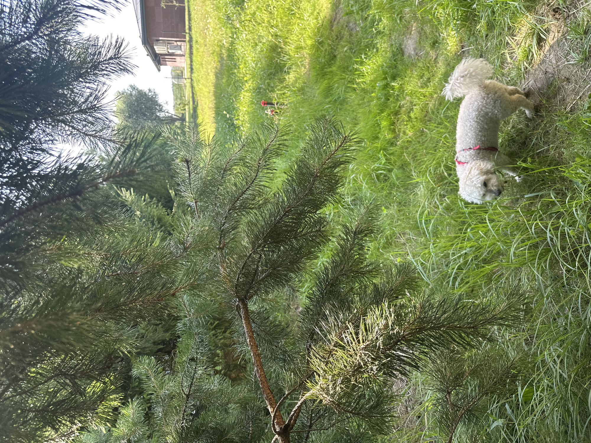 In Paltiškiai, Lithuania, a fluffy white dog with a red collar and leash walks on a dirt path through a grassy field. The dog is positioned in the lower right quadrant of the image. In the background, a red brick house with white trim is visible, surrounded by a green lawn and trees. Overhanging pine branches dominate the left side of the frame, casting shadows on the scene. The lighting suggests it is daytime, with sunlight filtering through the pine needles.