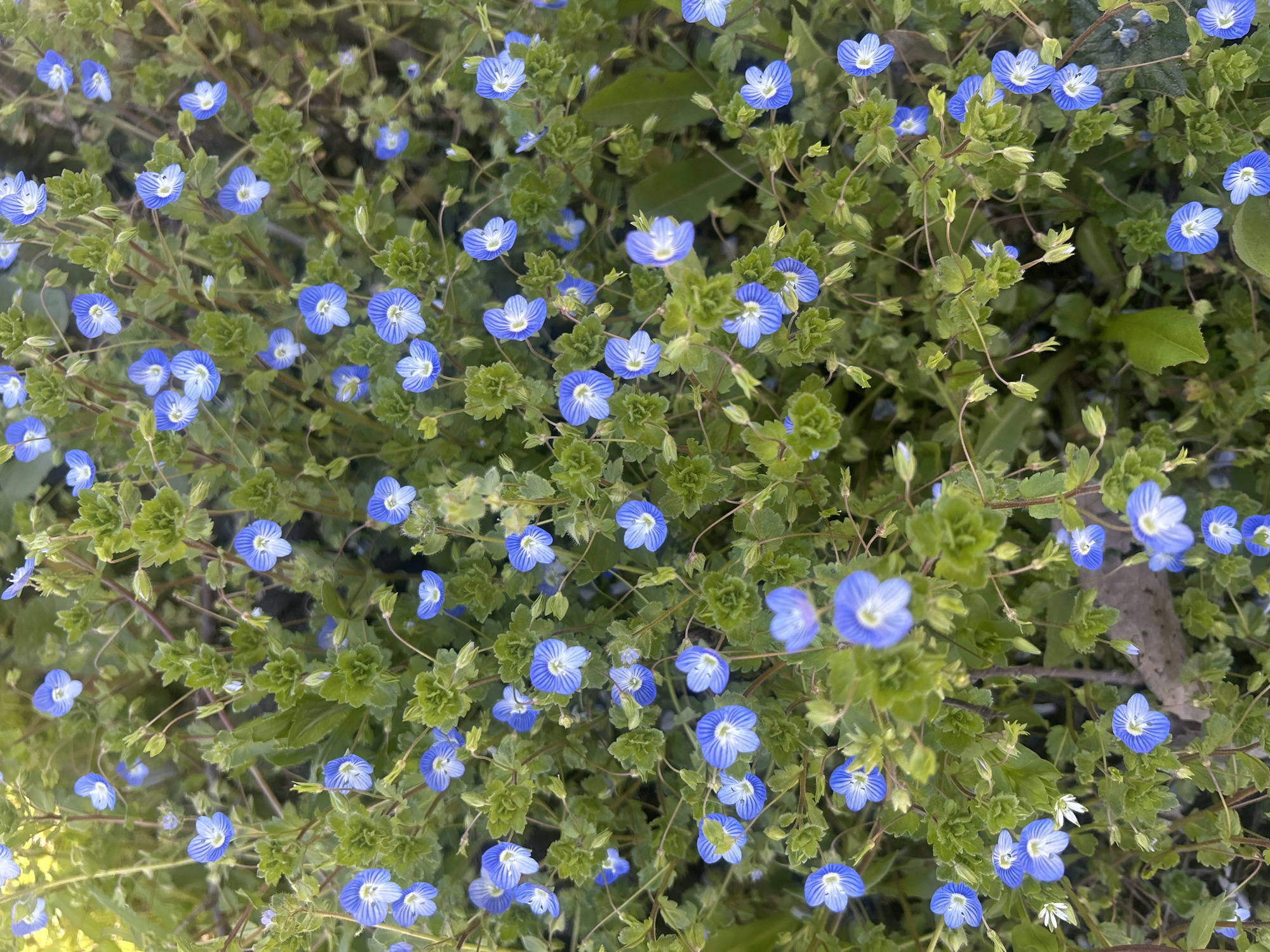 The image shows a close-up view of a patch of small, light-blue flowers with darker blue stripes on the petals, interspersed with green foliage. The flowers appear to be ground cover, growing densely together. The location is Unknown, Unknown.