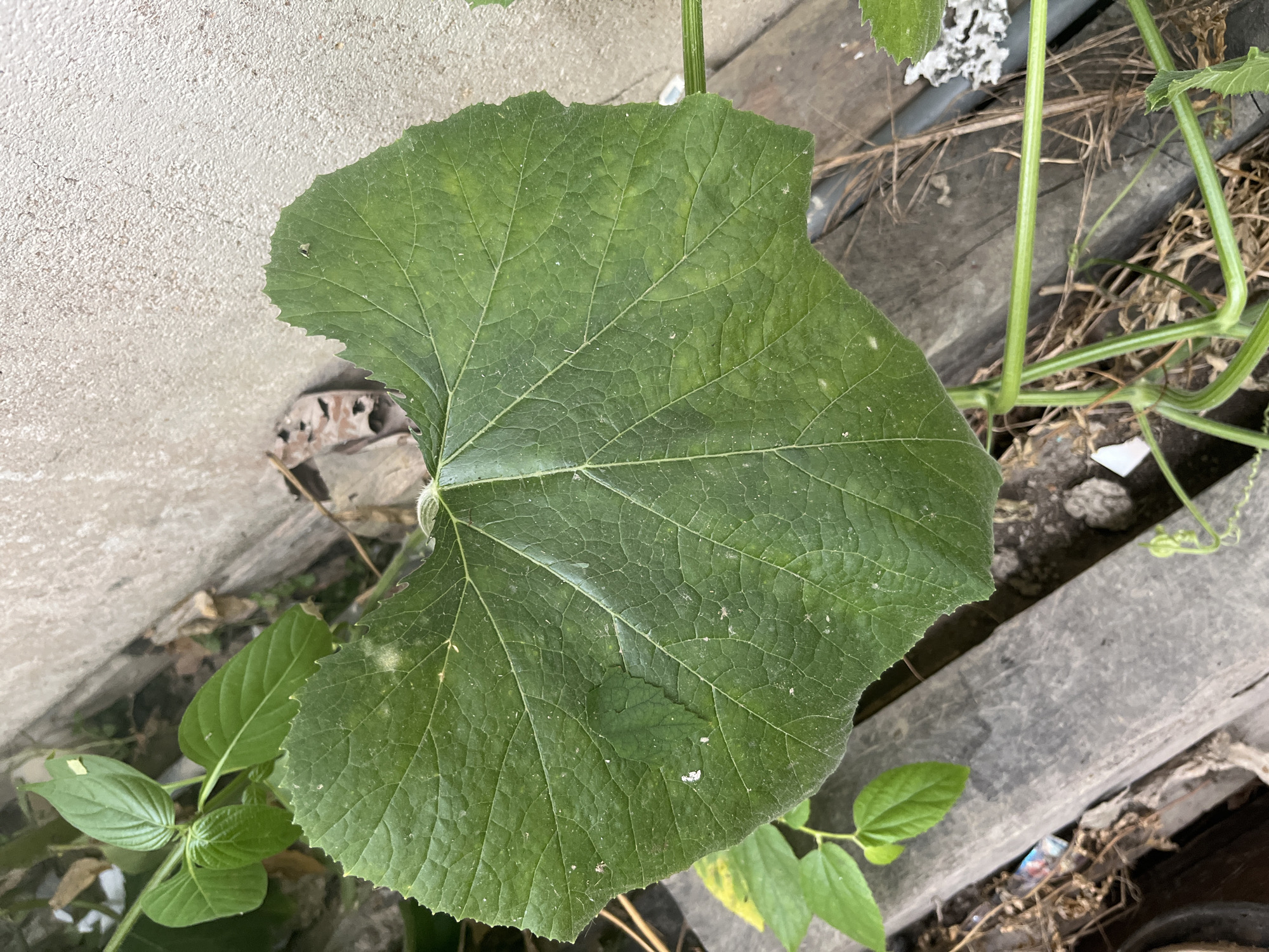 A large, heart-shaped, green leaf with serrated edges dominates the foreground of this medium-shot, outdoor photograph, taken in Meliau Hulu, Indonesia. The leaf exhibits prominent venation and has a slightly rough texture. Small white specks are visible on its surface, possibly dust or pollen. The leaf is attached to a green vine that extends downwards and out of frame. In the background, a textured, light-colored concrete wall is visible on the right, with a dark wooden plank running horizontally across the lower half of the image. Some dry, brown plant matter is scattered on the ground between the plank and the wall. To the left of the large leaf, several smaller, lighter green leaves are present on a separate vine. The overall environment suggests an overgrown garden or natural setting. There are no people or animals visible in the image.