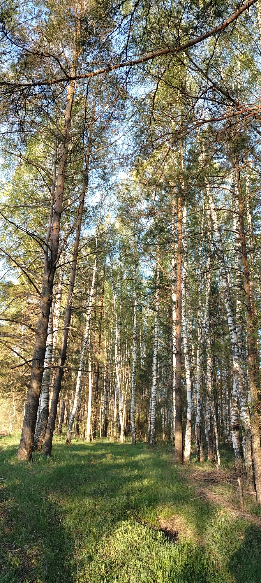 The image depicts a forest scene in Зипуново, Russia. Tall, slender trees, including birch trees with distinctive white bark, dominate the landscape. The ground is covered in green grass, partially illuminated by sunlight filtering through the tree canopy. The sky is visible through the branches, appearing light blue. There are no visible people or animals.
