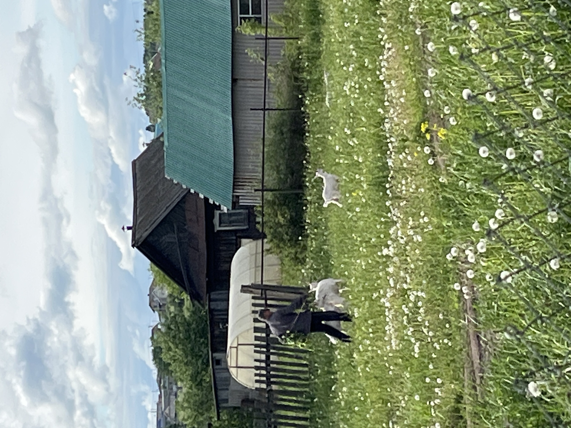 A medium shot oriented vertically captures a rural scene in Ludorvay, Russia. In the foreground, a person wearing a grey top and dark pants sits on a wooden bench. Two white goats are situated nearby in a field of green grass dotted with white wildflowers, also featuring yellow patches. The background includes a weathered wooden structure with a brown roof and a connected greenhouse covered in translucent material. Additionally, an adjacent building with a green roof and grey metal siding is visible. A blue sky filled with white clouds forms the upper left background. A wired fence runs through the right side of the image.