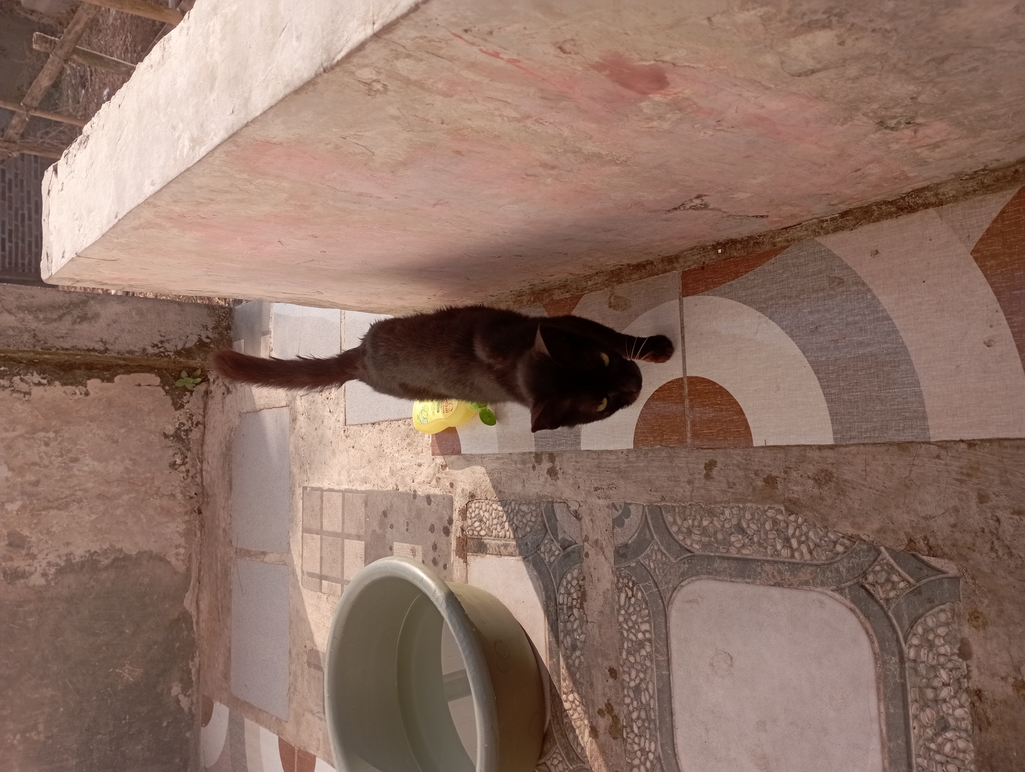 A black cat with yellow eyes is walking on a tiled floor next to a concrete wall. A large plastic tub filled with water is to the left of the cat. A yellow bottle and a small green plant are on the ground near the cat. The environment appears to be an outdoor patio or courtyard. The image was taken in the city of Garut, Indonesia, likely a residential area given the presence of household items and the overall appearance of the surroundings.
