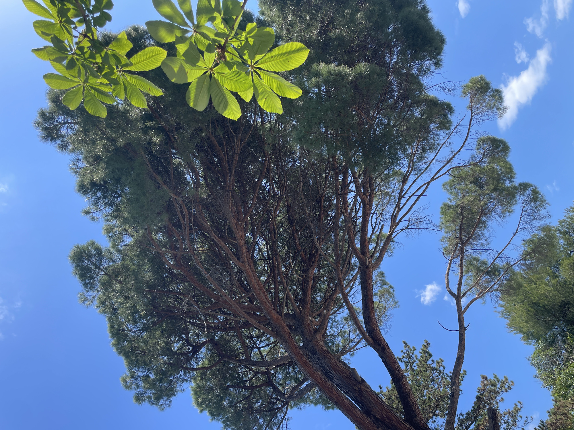 Looking upwards, the image captures a sprawling tree against a clear blue sky with scattered clouds. The tree's trunk is thick and leans slightly to the left, with numerous branches extending upwards. The branches are densely covered with green foliage. To the left of the tree, a separate branch with vibrant green leaves is visible. The composition suggests the photograph was taken in an outdoor environment, potentially within a park or urban area. Based on the plants on show in the picture, this might be Bar, Montenegro.