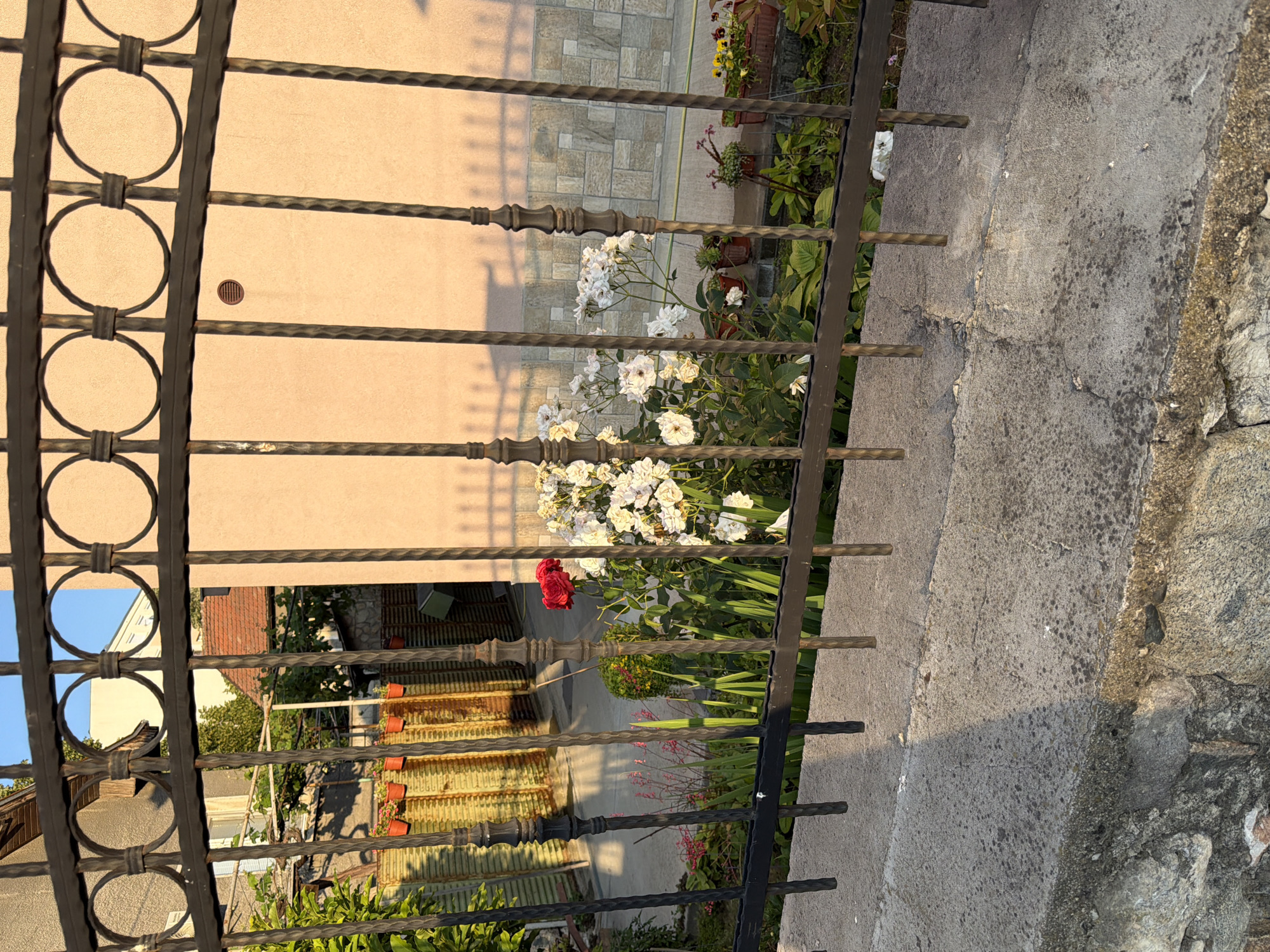 The image is an outdoor shot of a garden viewed through a black metal fence. In the foreground, the fence consists of vertical bars and a decorative top rail with circular motifs. Below the fence is a textured concrete and stone wall. Behind the fence, a garden is visible with various plants, including a cluster of white roses and a single red rose. There are also some pink flowers and green foliage. In the background, a light-colored building with a tiled roof can be seen. The scene is illuminated by sunlight, casting shadows from the fence onto the building and ground. The overall impression is that of a residential garden in Pazardzhik, Bulgaria.