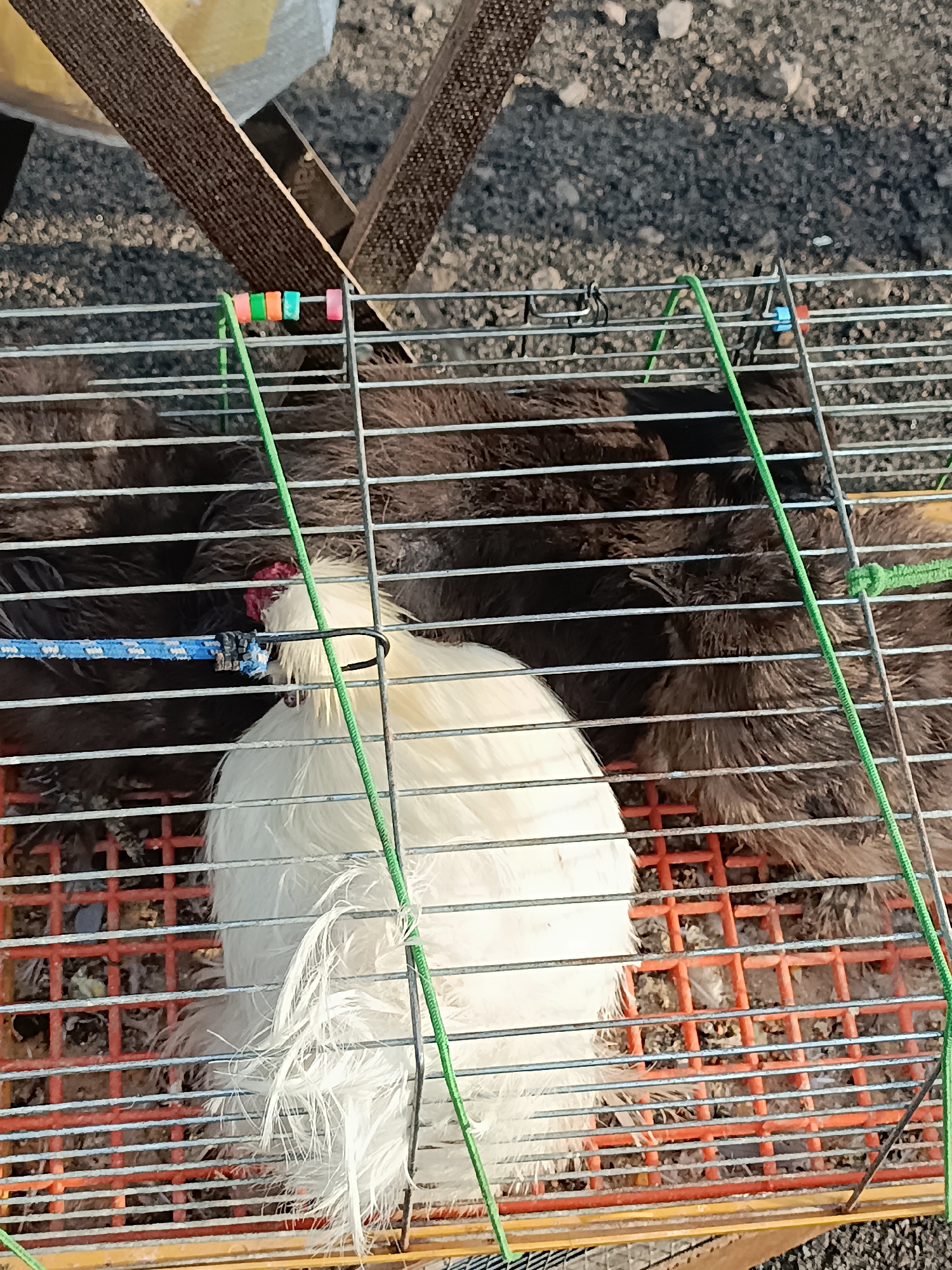 The image shows a close-up, high-angle view of several chickens in a wire cage. A white chicken with fluffy plumage is prominently positioned in the foreground, facing left. Behind it, darker-feathered chickens are visible. The cage has an orange plastic bottom with a wire grid. Green rope is strung through the cage, secured with colorful plastic beads and a blue object. In the upper portion of the image, two wooden planks are visible, crossing over a brown, textured surface, possibly fabric or straps. The background appears to be gravel or dirt. The scene is outdoors, likely at a market or an animal sale, given the cage and the general presentation. The image does not provide any information that allows for the specific identification of the location as Łosice, Poland.