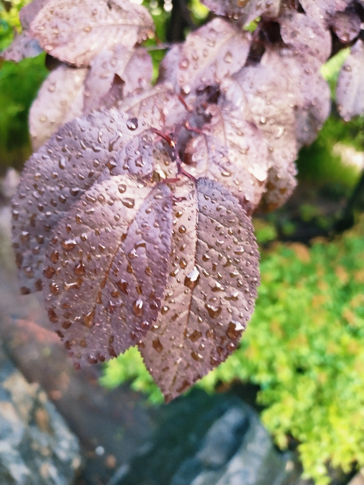 A close-up, low-angle shot captures a cluster of dark purple, wet leaves, likely from a decorative plum tree, in an outdoor setting. The leaves are covered in numerous clear water droplets, indicating recent rain or dew. The texture of the leaves, with visible veins, is enhanced by the moisture. In the background, blurred green foliage suggests a garden or park environment. The lighting appears natural, with soft illumination highlighting the water on the leaves. The image is taken in Horishni Plavni, Ukraine, though no specific landmarks or urban features are discernible within the frame. The scene is tranquil and natural, focusing solely on the detail of the wet foliage.