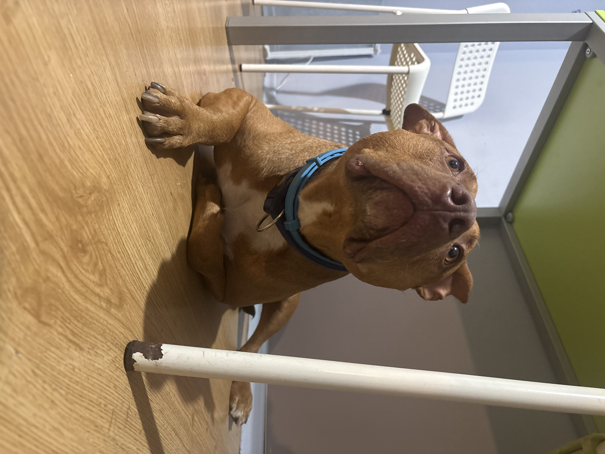 A brown dog with a blue collar is lying on a wooden floor under a table. In the background, there are two white chairs. The scene is indoors and appears to be a domestic setting. The image does not provide any information about the city of Sofia, Bulgaria.