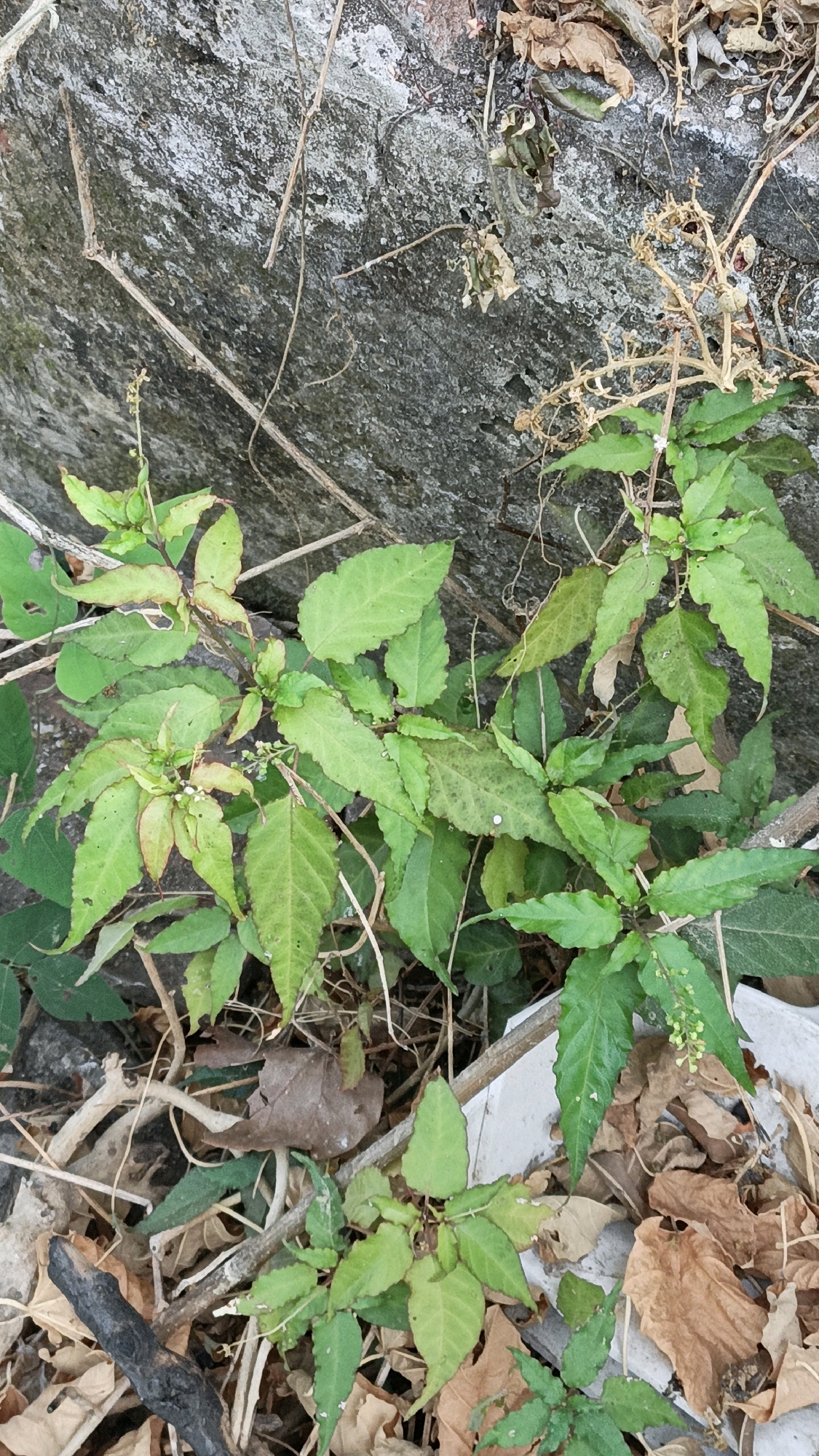 The image shows a cluster of small green plants with serrated leaves growing at the base of a rough, gray rock face. Dead brown leaves and thin, dry branches are scattered on the ground around the plants. The scene appears to be an outdoor environment, possibly in a natural or overgrown area within the city of Cikal, Indonesia. There are no people or animals visible in the image. The lighting suggests it is daytime.