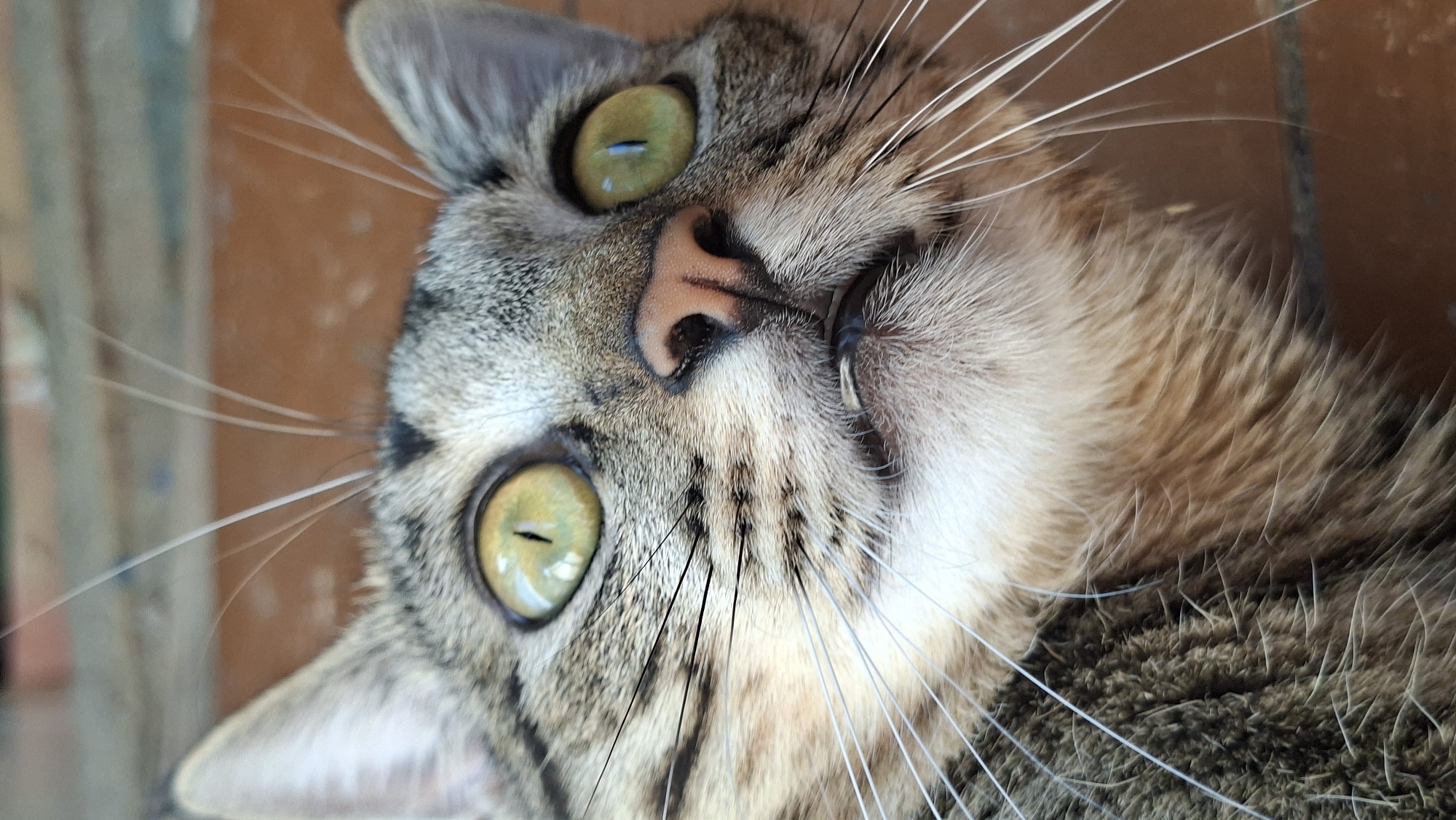 This is a close-up, vertical shot of a tabby cat's face, looking upwards and slightly to the right. The cat has large, round, light green eyes with black pupils. Its nose is pink with dark brown nostrils. The cat's mouth is slightly open, revealing a hint of its teeth and tongue. Long, white whiskers fan out from its muzzle. The cat's fur is a mix of grey, black, and brown stripes. The background is out of focus and appears to be a reddish-brown surface, possibly brick or tile. There is no identifiable urban environment or specific location within Забалоцкі сельскі Савет, Belarus visible in the image.