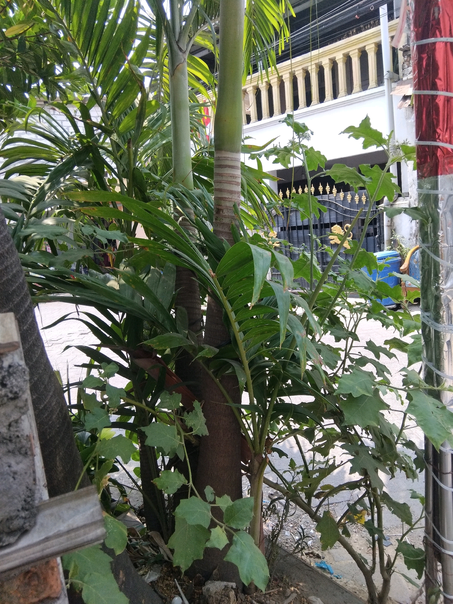 A low-angle outdoor shot captures a section of a street in Kepuh Kiriman, Indonesia, with dense foliage in the foreground obscuring a building and a portion of the road. Two palm trees with segmented trunks are prominent, their fronds creating a natural canopy. Beneath the palm trees, leafy green plants, possibly eggplant, with lobed leaves and thin stems, extend outwards. A weathered concrete structure and bricks are visible to the left.
In the background, a white building with a decorative yellow balustrade along its upper level is partially visible. A dark metal fence with ornate gold accents sits in front of the building. A bright blue plastic bin and a yellow object, possibly a vehicle or piece of equipment, are also present. A corrugated metal barrier wrapped in red and silver reflective material stands to the right, suggesting construction or a temporary enclosure. The ground is a mix of dirt, gravel, and debris, with a paved surface, likely a road, visible beyond the plants. The lighting indicates it is daytime.