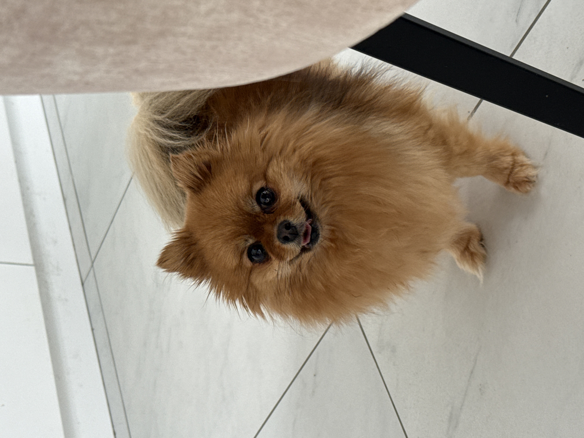 The image features a small, fluffy, brown-and-tan Pomeranian dog lying on a white, tiled floor. The dog is looking up at the camera with its tongue slightly sticking out. Part of a light-colored chair leg is visible in the upper left corner of the image, and a section of a black chair leg is visible in the upper right corner. The scene is indoors, possibly in a home. There is no information to suggest that the photo was taken in the city of Olginskaya, Russia.