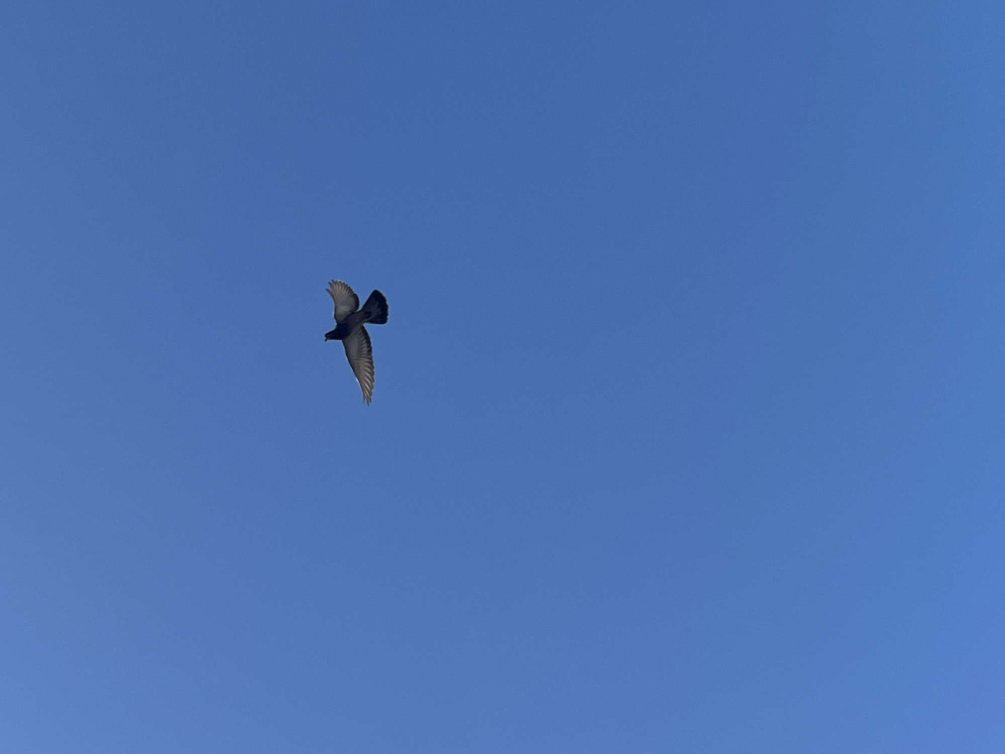 A single pigeon flies against a clear blue sky. The bird is dark gray with lighter gray and white on its wings. Its wings are spread as if in mid-flight. The pigeon is located in the upper middle portion of the image, with ample empty blue sky around it. There is no discernible background or indication of the city of Ureki, Georgia.