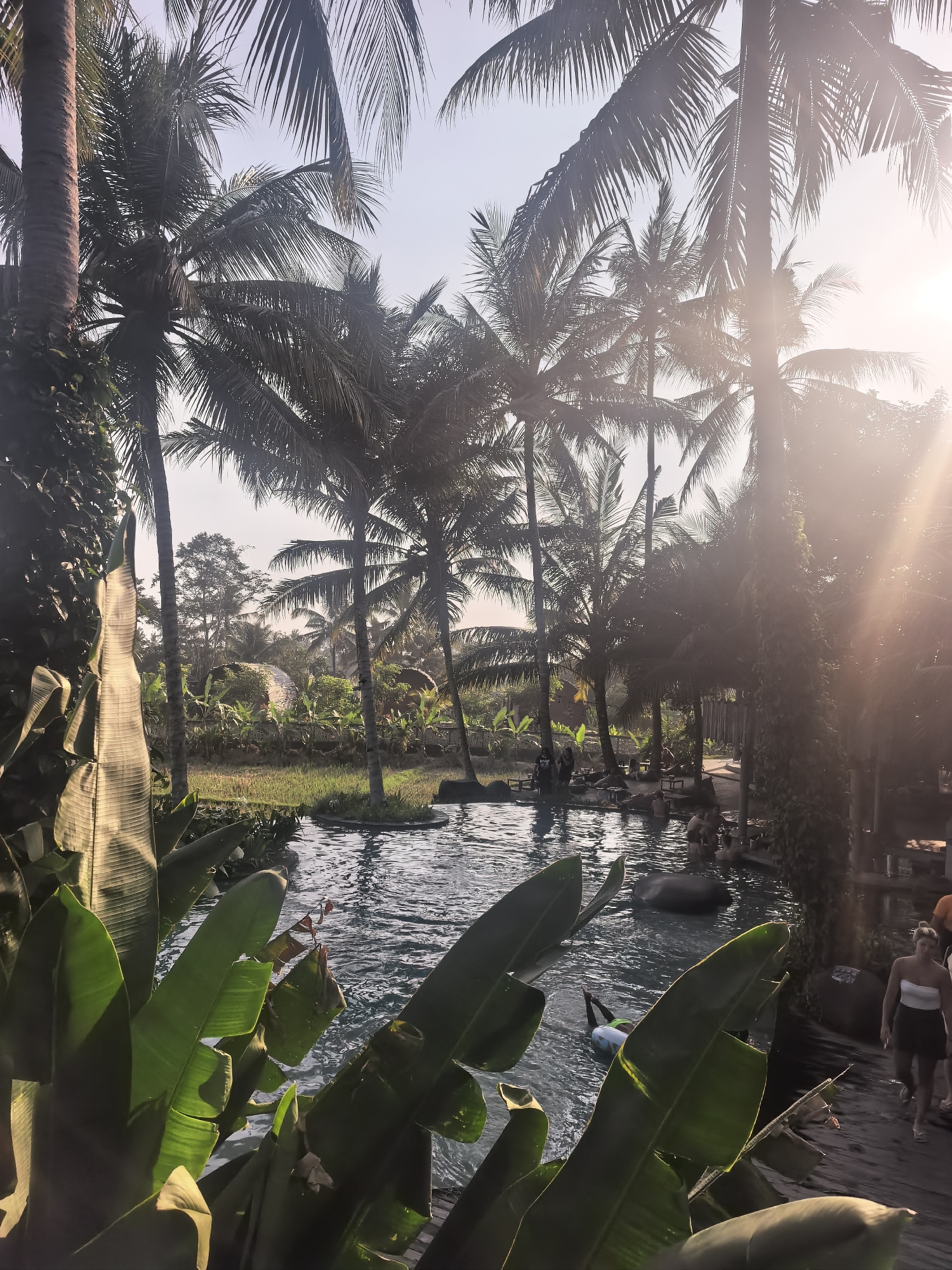 This is a candid, wide-angle shot of a pool area surrounded by lush vegetation and tall palm trees, with the sun shining through the fronds. The scene appears to be an outdoor resort or recreational area, possibly in the Ubud District of Indonesia, given the tropical foliage and architectural style suggested by the thatched-roof structures in the background.
In the foreground, large, green tropical leaves are prominently featured, some partially obscuring the view of the pool. The pool itself is a deep blue, with ripples on its surface reflecting the sunlight. Several people are visible in and around the pool. In the water, some individuals are swimming, while others are relaxing in lounge chairs or sitting on the edge. A person is seen floating on their back with a blue floatation device.
Further into the scene, there are more palm trees and other tropical plants. Some of the palm trees have rough, textured trunks, typical of mature specimens. Beyond the pool area, thatched-roof structures and what appear to be small huts are visible, suggesting accommodation or dining facilities. The overall lighting indicates it is either early morning or late afternoon, with the sun casting warm, golden rays through the trees, creating lens flare and highlighting some of the foliage. The atmosphere is relaxed and inviting, suggesting a vacation or leisure setting.