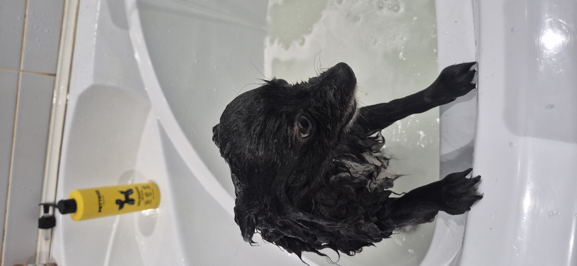 A small, black, wet dog with large, round eyes is sitting in a white bathtub. The dog's fur is matted and dripping wet, and suds are visible in the water around it. To the left of the dog, in the background, is a yellow bottle of dog shampoo with a black cap. The bathtub appears to be made of white acrylic and has a smooth, rounded shape. The walls of the bathroom are tiled with white rectangular tiles. The scene is lit by overhead lighting, creating bright reflections on the wet surfaces. The location is identified as Bezvodnoye, Russia.