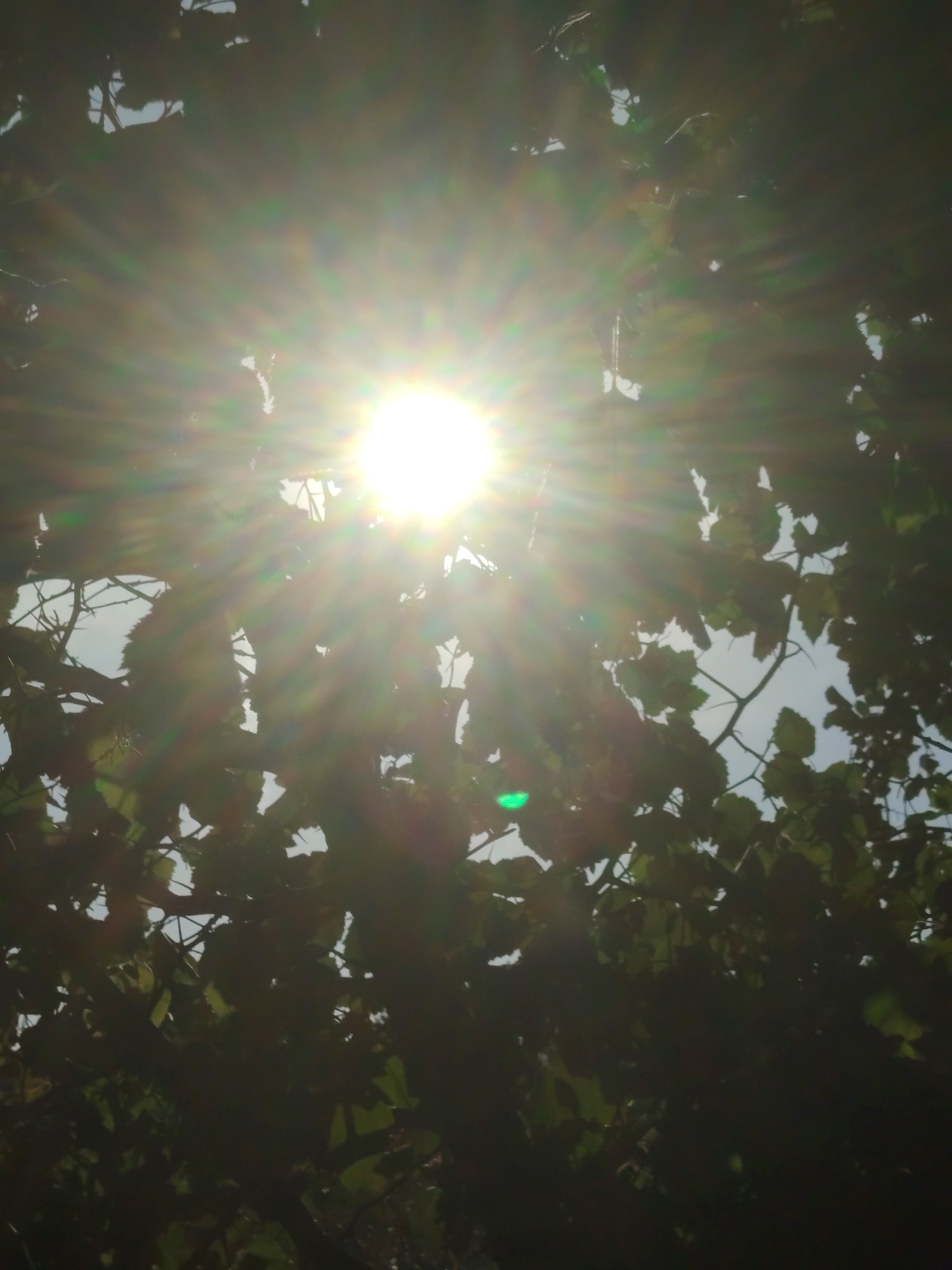 A vertical, close-up shot captures the bright sun shining through a canopy of dark green leaves and branches. The sun appears as a radiant orb with prominent light flares extending outwards, creating a lens flare effect across the image. Some leaves are silhouetted against the bright sky, while others are partially illuminated. The scene suggests an outdoor setting with foliage. The location in Astana, Kazakhstan, is not discernible from the visual information provided.