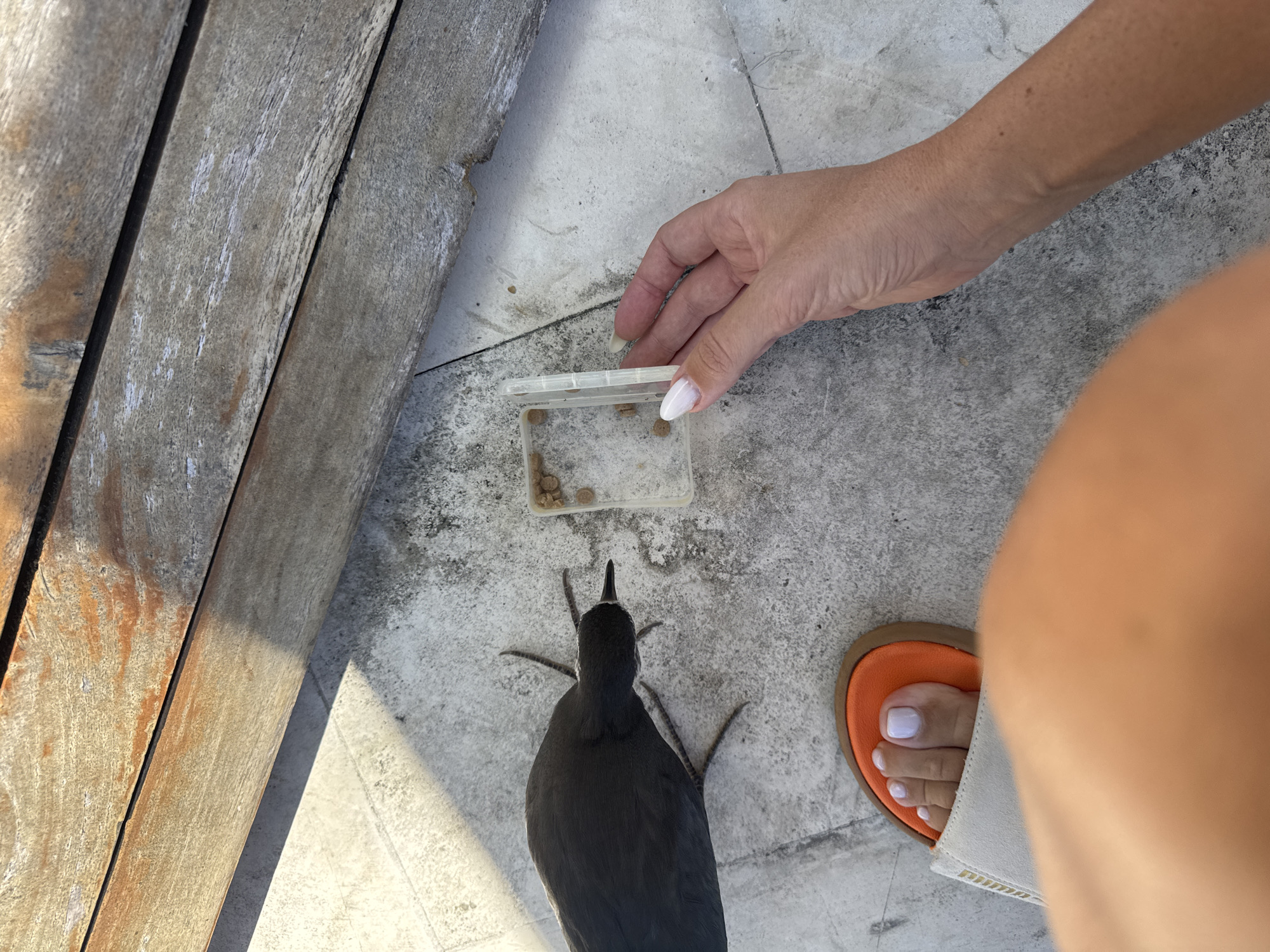 A high-angle shot depicts a person's hand holding a small, clear plastic container filled with brown pellets over a smooth, tiled surface, with a dark-colored bird standing beneath it. The bird appears to be looking up at the container. Adjacent to the bird and the person's foot is an orange sandal, with the person's toes visible, the skin of the leg visible, and with white nail polish. To the side is a wooden surface that looks weathered and appears to be part of an outdoor structure like a bench or deck. The location is Unknown, Indonesia.