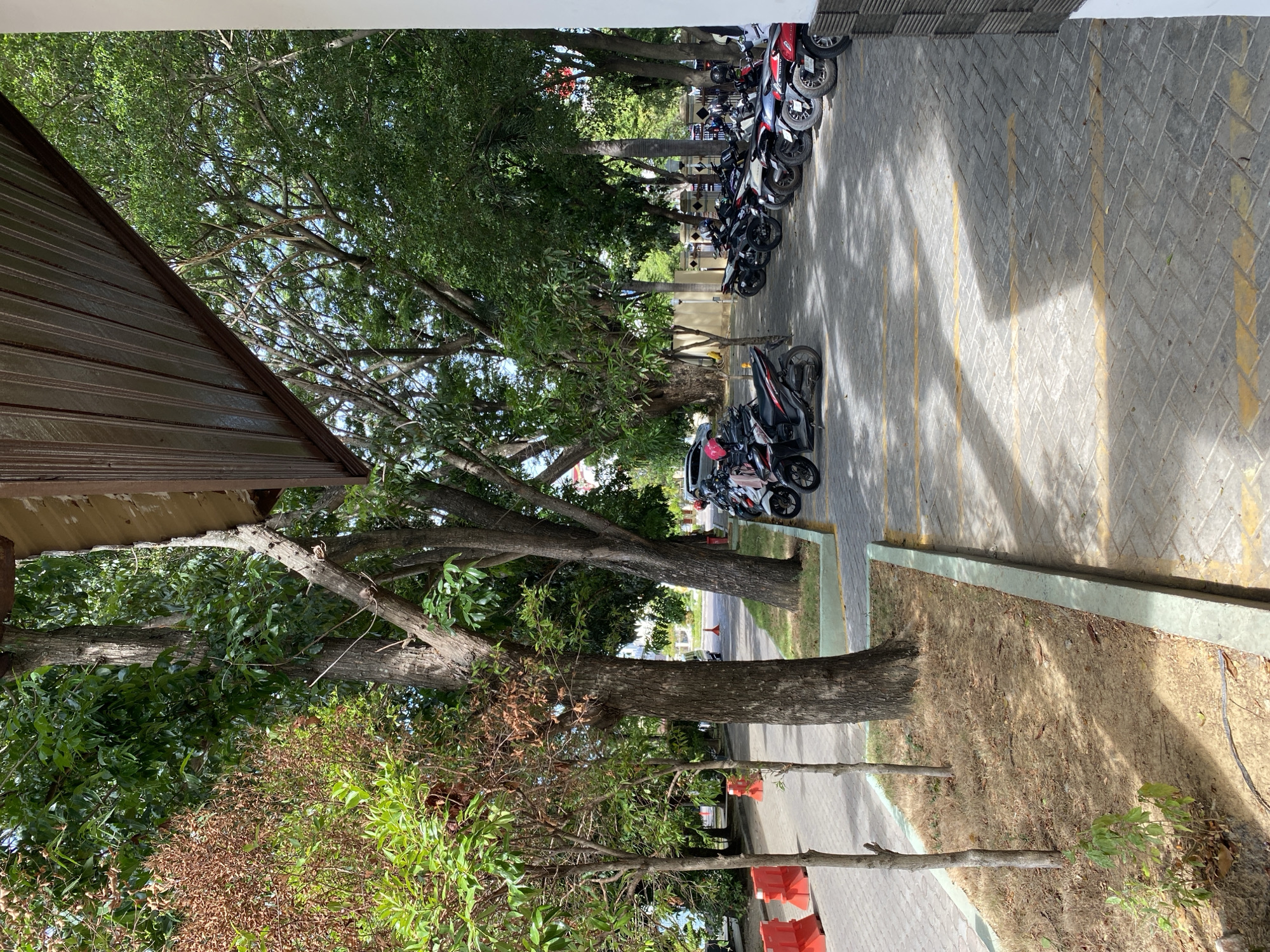 The image depicts an outdoor parking lot in Banda Aceh, Indonesia, on a sunny day. The foreground shows a section of a paved area with yellow parking lines, bordered by a raised planter with dry grass and young trees. Mature trees with dense green foliage line the parking lot, casting dappled shadows on the ground.
In the middle ground, a row of parked motorcycles is visible. They are predominantly dark-colored, with a few red and white models interspersed. Some motorcycles have helmets on their seats or handlebars. The parking lot appears to be adjacent to a building with a corrugated metal roof overhang visible in the upper right corner.
The background reveals more trees and a glimpse of buildings and an open space that could be a street or plaza. Orange traffic barriers are present on the left side of the frame, suggesting ongoing construction or maintenance work. No people are directly visible in the image, though the presence of parked vehicles implies their recent or imminent arrival or departure. The overall scene conveys a sense of an ordinary day in a tropical urban environment.