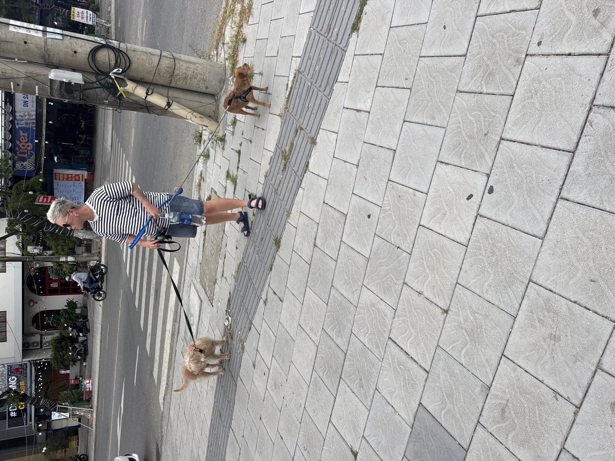 An overhead shot depicts a Caucasian individual walking two small brown dogs on leashes along a paved sidewalk. They are clad in a black and white striped shirt, denim shorts, and sandals. The sidewalk is adjacent to a busy street with pedestrian crosswalk markings. A utility pole stands near the street, wrapped with wires. In the background, there are buildings, trees, and other parked vehicles. The location is likely Đà Nẵng, Vietnam, based on the "Tiger" sign visible in the background and street signage.