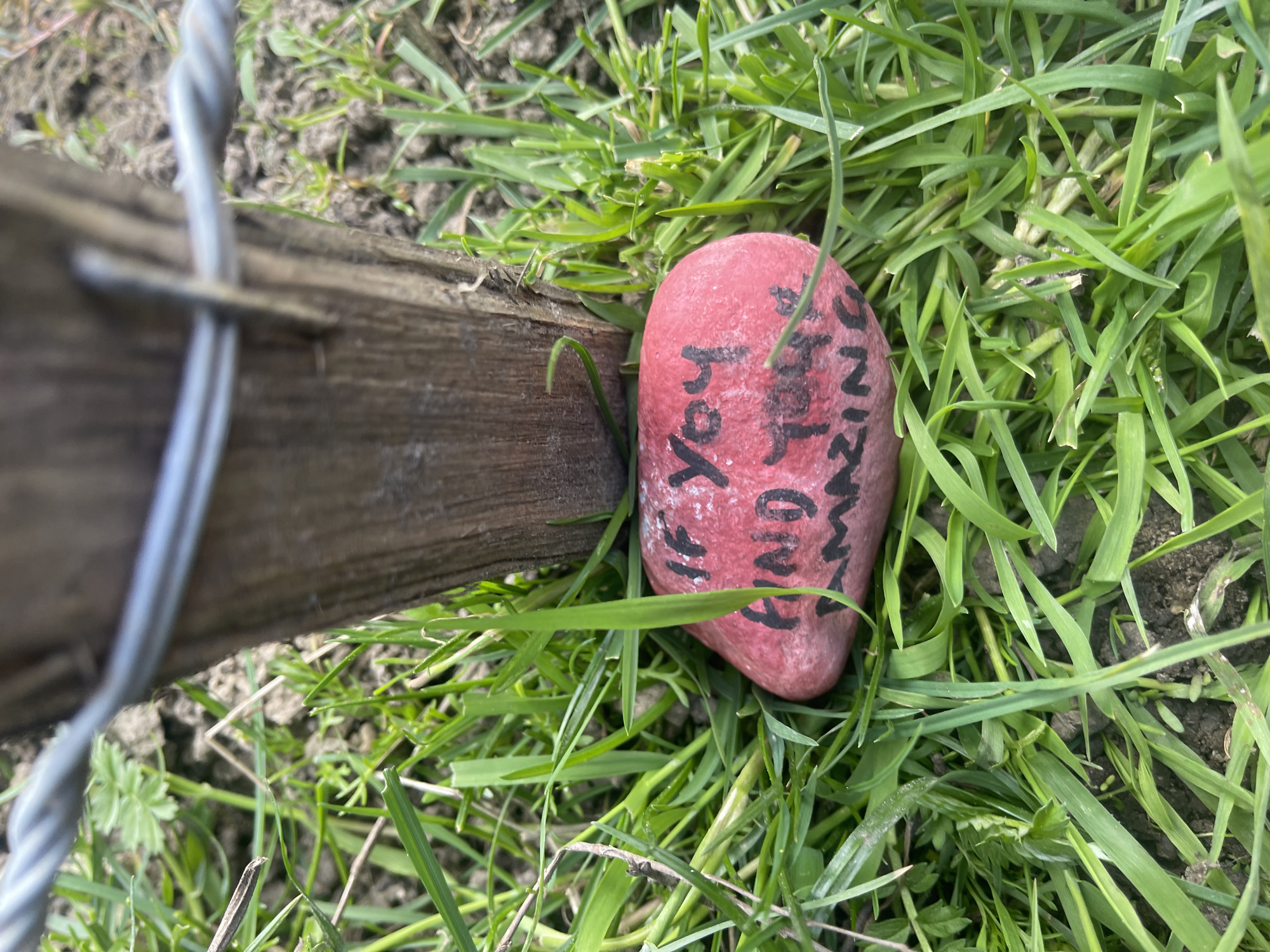 A medium shot shows a pink painted rock pressed against a wooden post in green grass. The post is part of a wire fence, visible in the left of the frame. The rock has the words "YOU'RE KIND" written in black. The location is presumed to be in Maidstone, United Kingdom, based on the prompt's specification. There are no people visible. The subject is the painted rock and its placement within the natural environment.