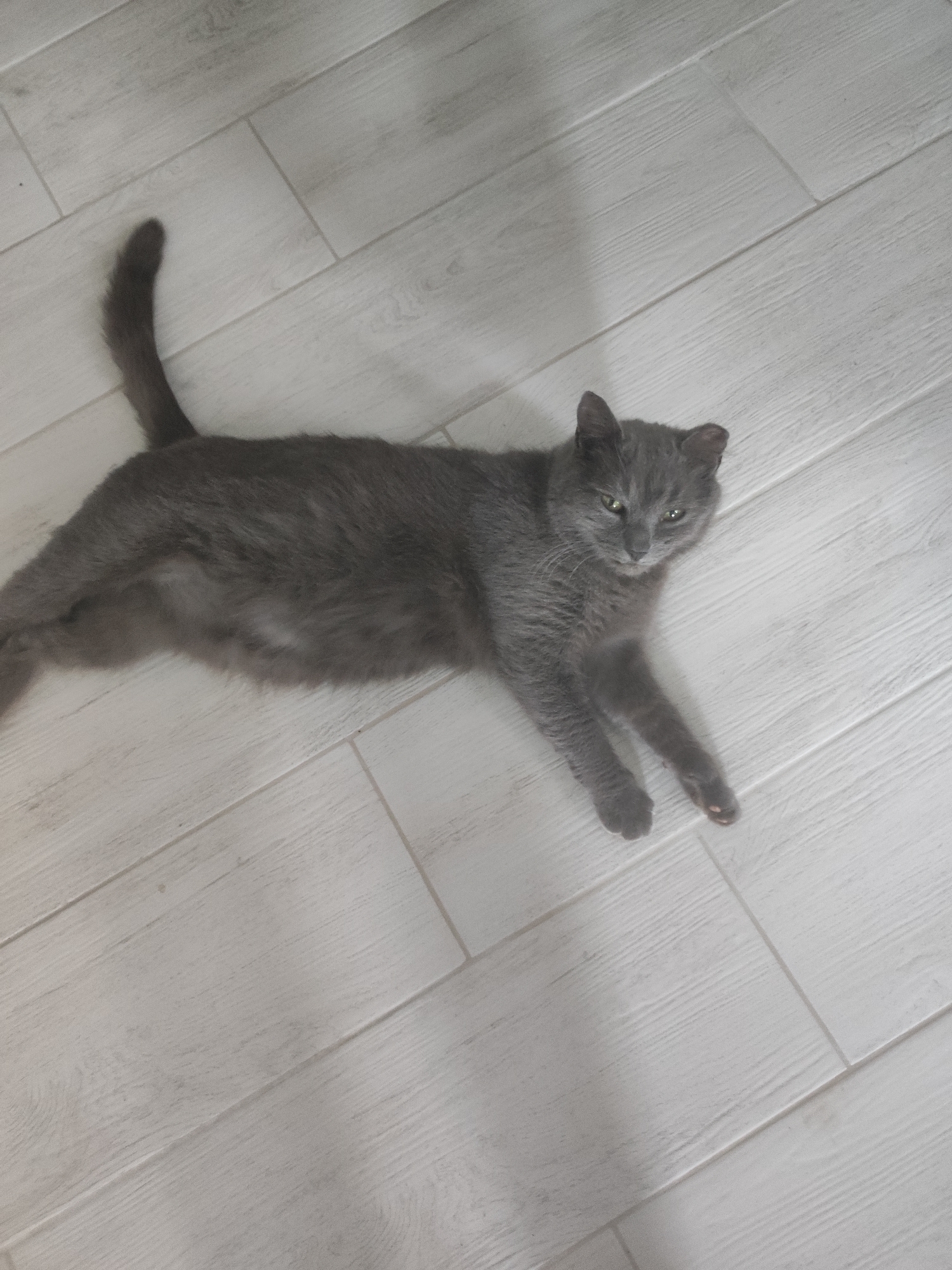 A gray cat is lying on a light gray, tiled floor. The cat is positioned diagonally across the frame, with its head facing the upper right and its tail extending towards the upper left. The cat appears to be relaxed. The location is presumed to be indoors based on the presence of tile. There is no verifiable information to support the location of the image in Votkinsk, Russia.