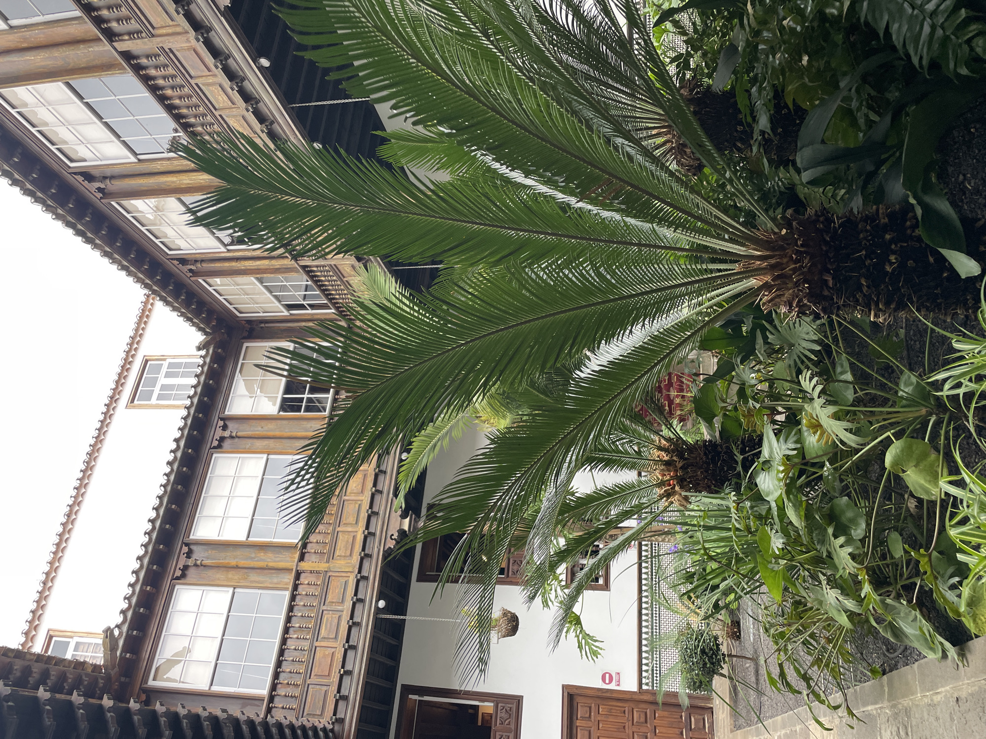 The image shows an upward view of a courtyard in La Cuesta, Spain. A multi-story building with white walls, dark wood trim, and windows fills the left side of the frame. A large palm tree with vibrant green fronds dominates the center, partly obscuring the building. To the right of the palm tree, an interior courtyard featuring a white wall adorned with geometric decorations. Brown doors and potted plants complete the composition. The ground appears to be paved with dark stones.