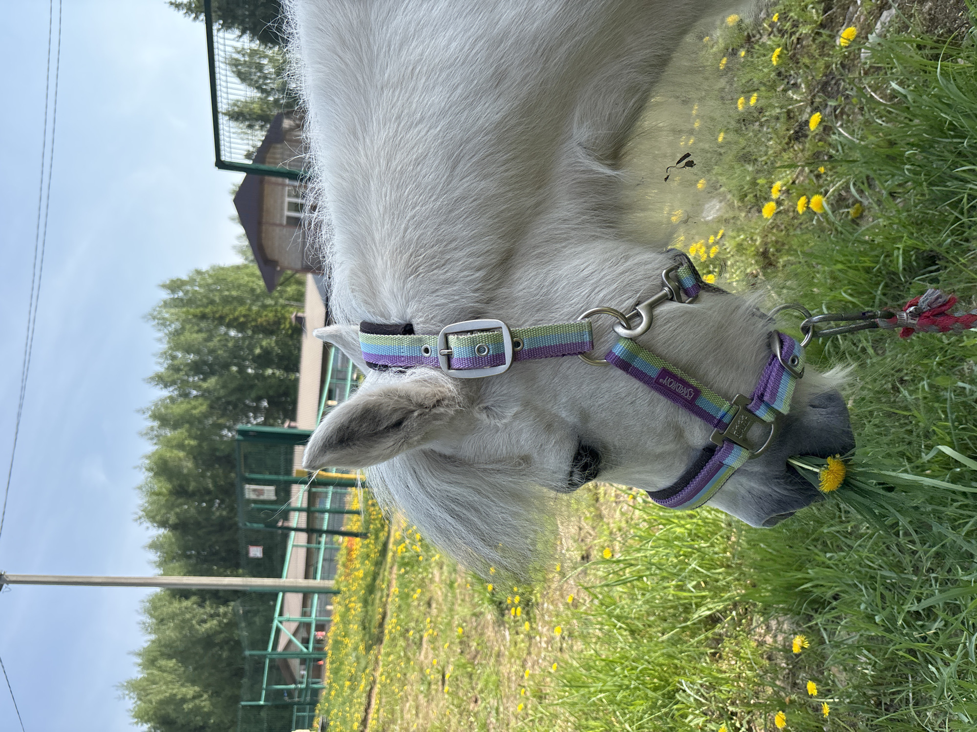 A white horse is grazing in a grassy field with dandelions. The horse is wearing a colorful halter with purple, green, and blue stripes. The field is located in Русский Вожой, Russia, as indicated by metadata. A green fence and trees are visible in the background. A building with a brown roof is also visible in the distance. The horse is the main subject of the image, engaged in the action of eating grass. The environment is sunny and grassy.