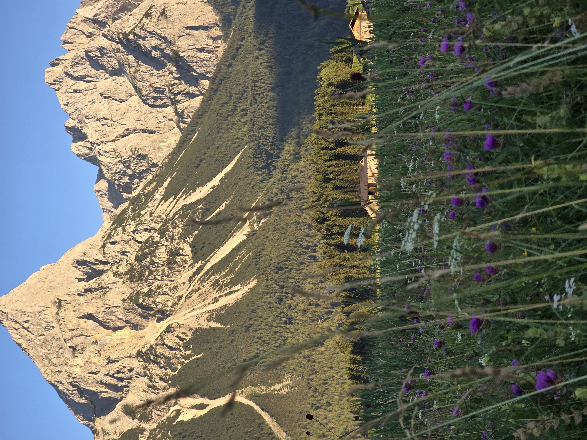 The image depicts a scenic view of the Zugspitze massif in Ehrwald, Austria. In the foreground, a meadow is filled with tall green grasses and numerous purple thistle flowers, interspersed with white wildflowers. The grasses and flowers are softly blurred due to their proximity to the camera, creating a sense of depth.
Behind the meadow, a dense forest of coniferous trees covers the lower slopes of the mountains. Two wooden structures, resembling small barns or sheds with sloped roofs, are visible nestled within the trees on the right side of the image.
Dominating the background are the imposing, rugged peaks of the Zugspitze. The rocky faces of the mountains are illuminated by the warm, golden light of what appears to be late afternoon or early morning sun, casting long shadows. Streaks of scree and vegetation are visible on the mountain slopes. The sky above is a clear, vibrant blue. The overall scene conveys a peaceful, natural alpine landscape.