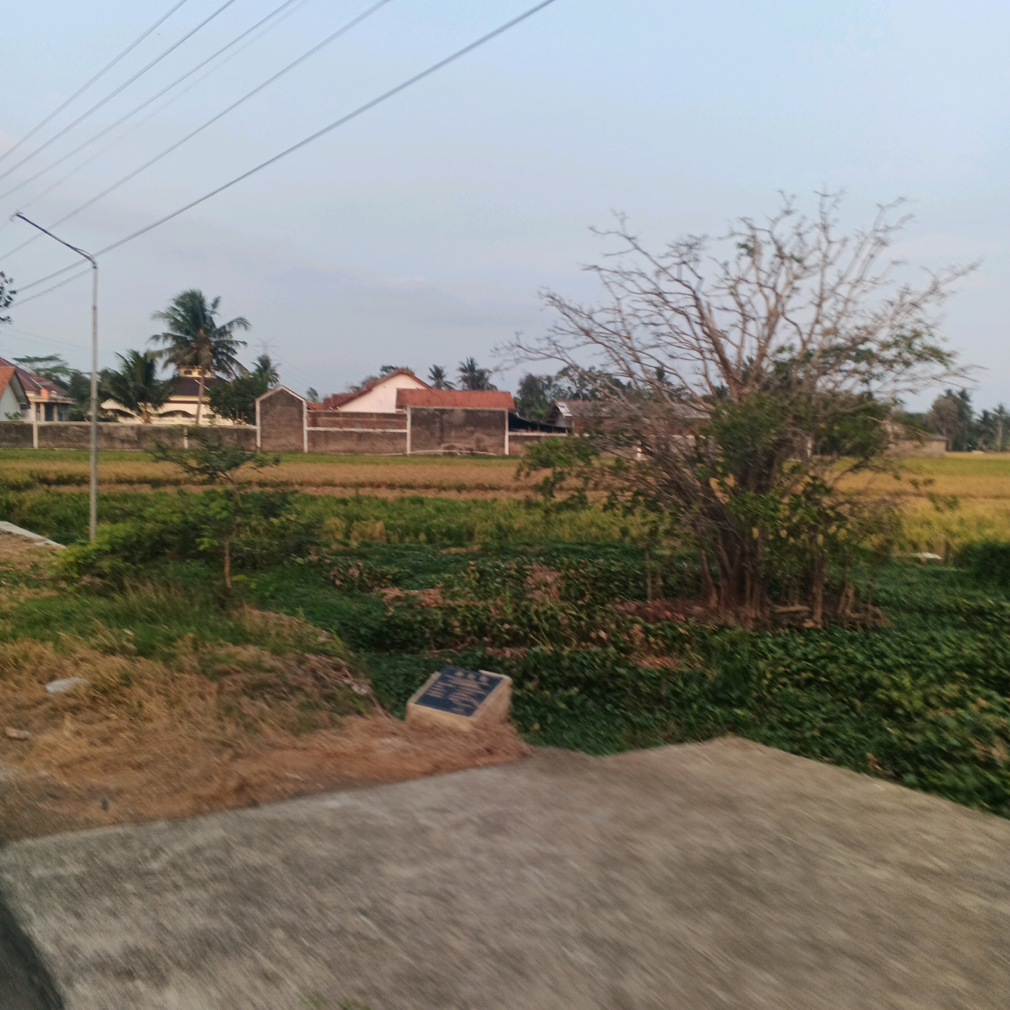 The image depicts a serene outdoor scene in Gentasari, Indonesia, likely during late afternoon or early evening due to the soft, diffused light. The foreground is dominated by a concrete pathway that extends diagonally across the lower portion of the frame, showing signs of wear and tear. To the left of the pathway, a patch of dry, golden-brown grass slopes upwards. Beyond this, a lush green vegetation line runs horizontally, transitioning into a field of ripe, golden-yellow rice paddies.
In the middle ground, a small, dark-colored plaque with some inscribed text is partially visible, resting on the ground amidst the greenery. Behind the rice paddies, a weathered, concrete wall forms a barrier, with several residential buildings visible beyond it. These buildings feature terracotta tile roofs and pale-colored walls. Coconut trees and other lush, tropical foliage are interspersed among the structures, characteristic of the Indonesian landscape.
A prominent, bare-branched tree with a dark trunk and slender limbs stands to the right of the frame, its skeletal form contrasting with the surrounding greenery. In the upper portion of the image, a utility pole with multiple wires stretches across the pale blue sky, indicating the presence of infrastructure in the area. The overall impression is one of rural tranquility and everyday life in a tropical setting.