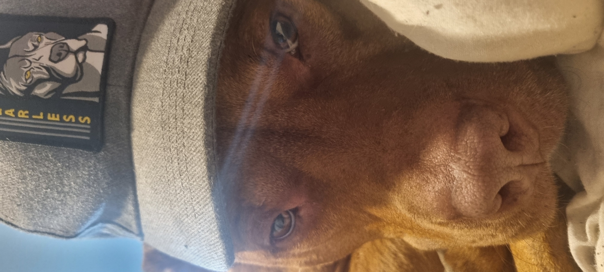 A close-up, rotated image shows a brown dog with light-colored eyes, seemingly indoors. The dog's nose is prominent, and its fur appears short and smooth. Partially covering the left side of the dog's head is a gray fabric, likely a garment or blanket, featuring a patch depicting a dog's head and the word "FEARLESS." The background consists of off-white material, possibly bedding or a blanket.