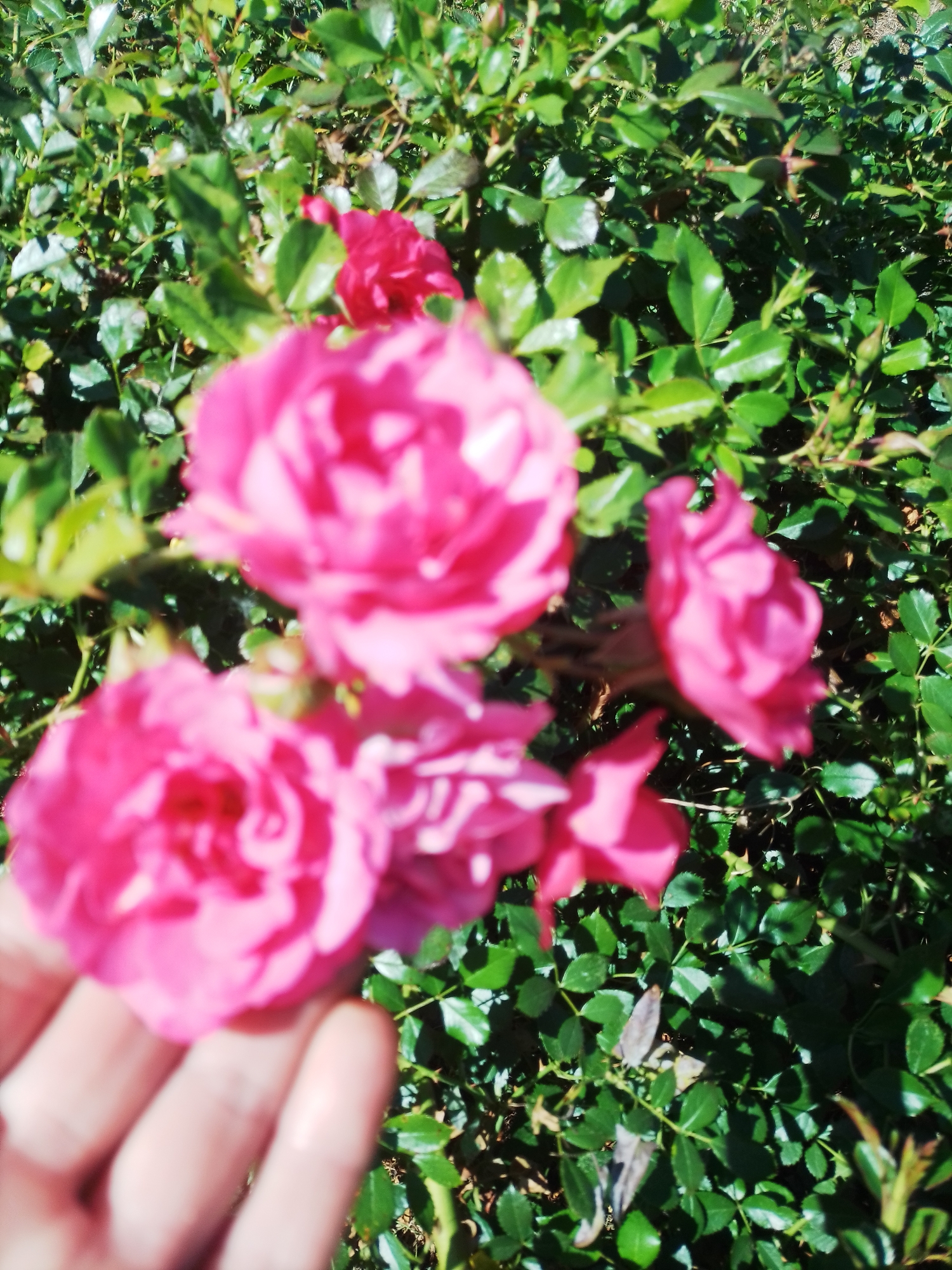 In Romodan, Ukraine, a close-up shot captures several vibrant pink roses in bloom. The flowers are predominantly in focus, displaying delicate petals and rich color saturation. A hand, slightly blurred due to its proximity to the lens, is visible in the lower left quadrant, partially obscuring one of the roses. The background consists of lush green foliage, characteristic of a garden setting, with dappled sunlight filtering through the leaves. The overall impression is one of natural beauty and a serene outdoor environment.