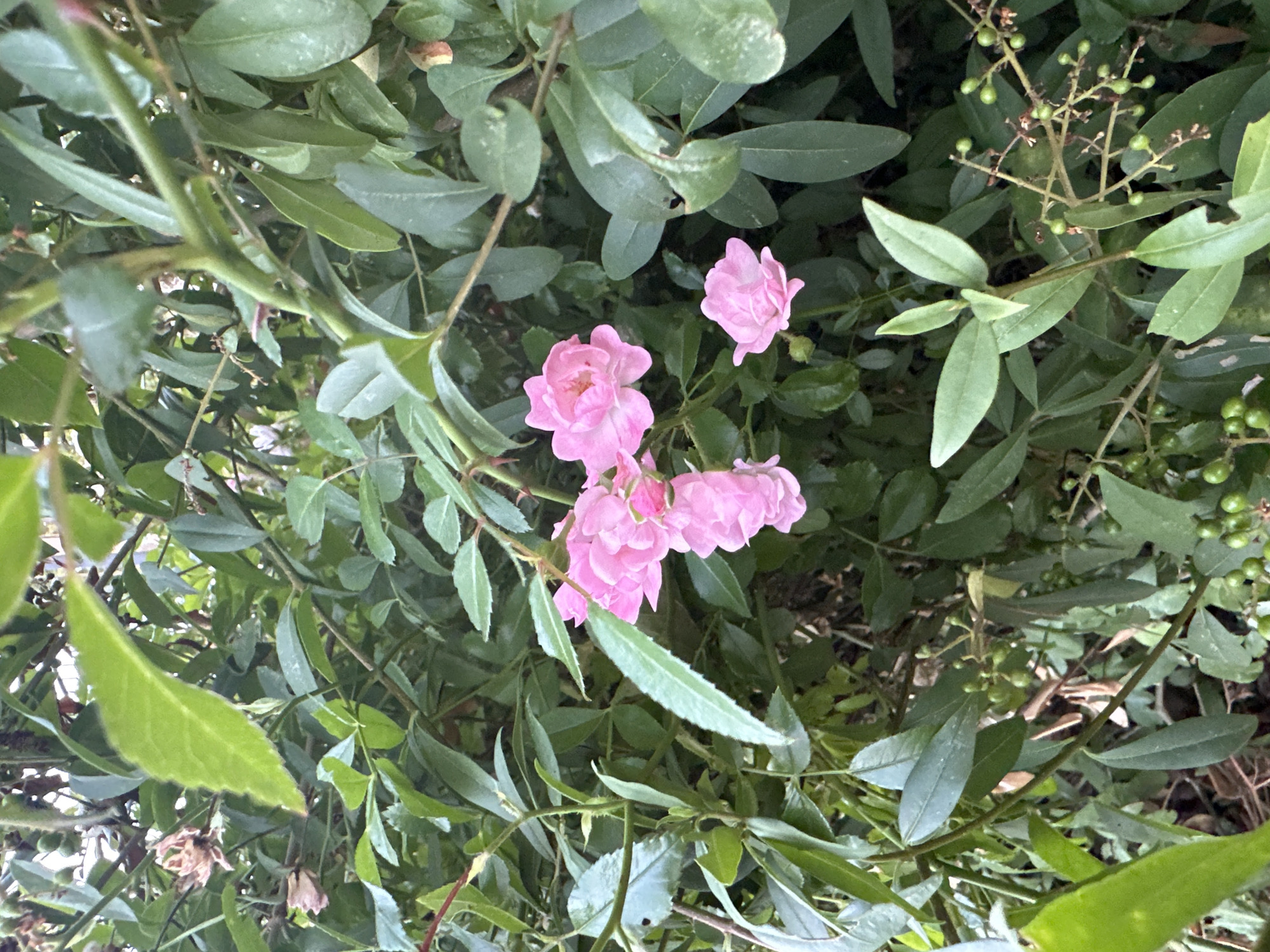 The image shows a close-up view of small, light pink roses clustered on a branch, surrounded by lush green foliage. Some of the leaves are dark green and glossy, while others are a lighter, matte green. In the background, there are glimpses of more dense greenery and some dried leaves. The lighting suggests it is daytime, possibly overcast or in shade, as there are no harsh shadows. There are no people or animals visible in the image. The scene appears to be an outdoor garden setting.