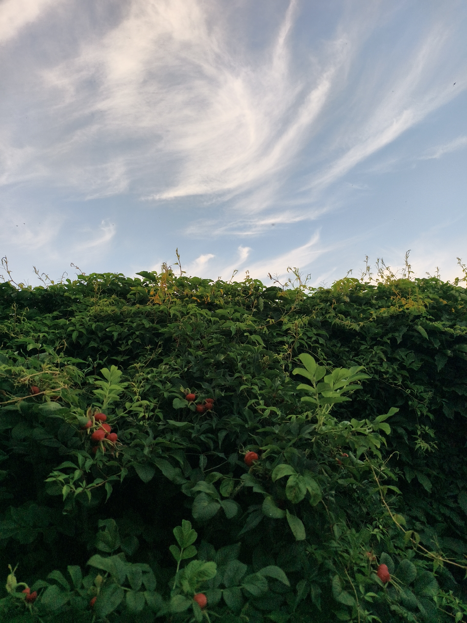 The image shows a dense green hedge with some red berries, against a pale blue sky with wispy white clouds. The lower portion of the image is filled with lush green foliage, appearing as a natural barrier or garden feature. Several clusters of bright red berries are visible amongst the leaves, adding a touch of color to the scene. The upper part of the image reveals a sky with delicate, feathery clouds that stretch across the frame, suggesting an outdoor setting. There are no people or discernible man-made structures in the image. The location is Tczew, Poland.