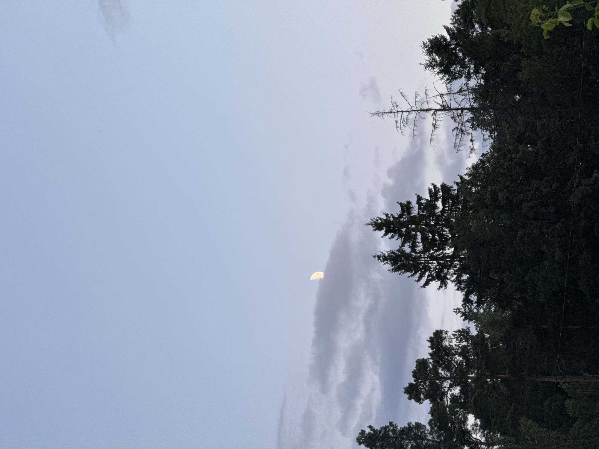 The image depicts a nighttime sky with a crescent moon partially obscured by clouds. The moon is visible in the upper left quadrant of the image, emitting a soft glow. Below the sky, a dense line of dark green coniferous trees forms the lower portion of the frame. The trees vary in height and density, with some appearing taller and more prominent than others. One dead, leafless tree stands out amongst the evergreen foliage, its bare branches stark against the sky. The overall scene is one of a natural landscape, likely a forest or wooded area, under a twilight sky. No people or specific structures are visible, suggesting a remote or natural setting within the Бараўлянскі сельскі Савет region of Belarus.