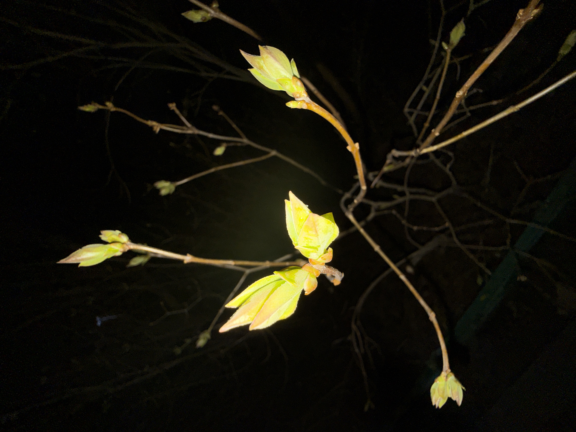 The image shows a close-up of tree branches with sprouting buds against a dark, possibly nighttime, background. The buds are light green to yellow in color, indicating early stages of growth. The branches are bare and slender. No people or specific objects are visible beyond the plant life. The setting is unknown, and no information relates the image to Dmitrov, Russia.