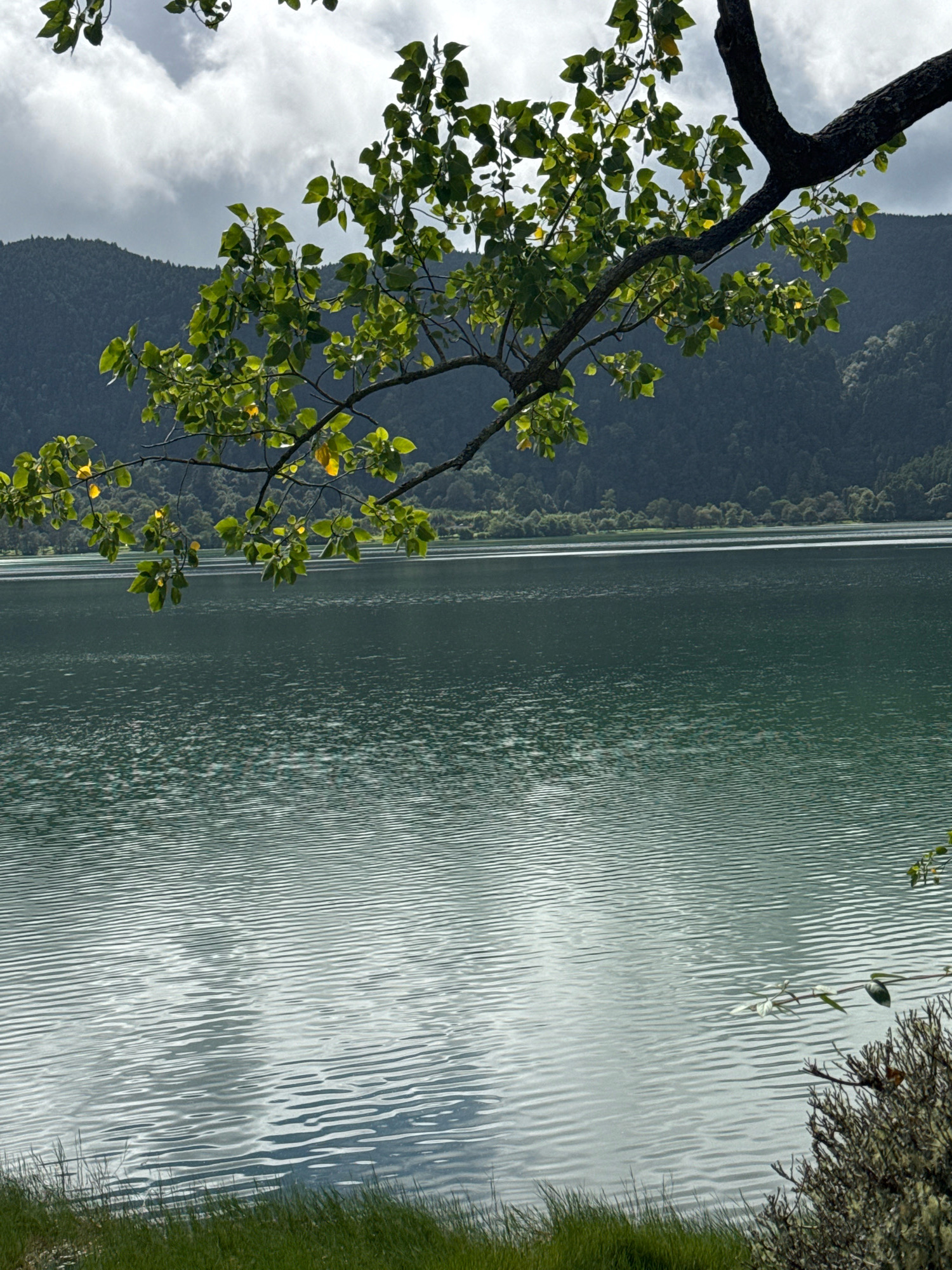 A view of a lake with rippling water, bordered by a forest-covered mountain range in the background. A tree branch with green leaves hangs in the foreground, partially obscuring the sky and the distant mountains. The water reflects the cloudy sky and the surrounding foliage. The scene appears to be a natural landscape, likely in a park or wilderness area. There are no people or buildings visible in the image.
