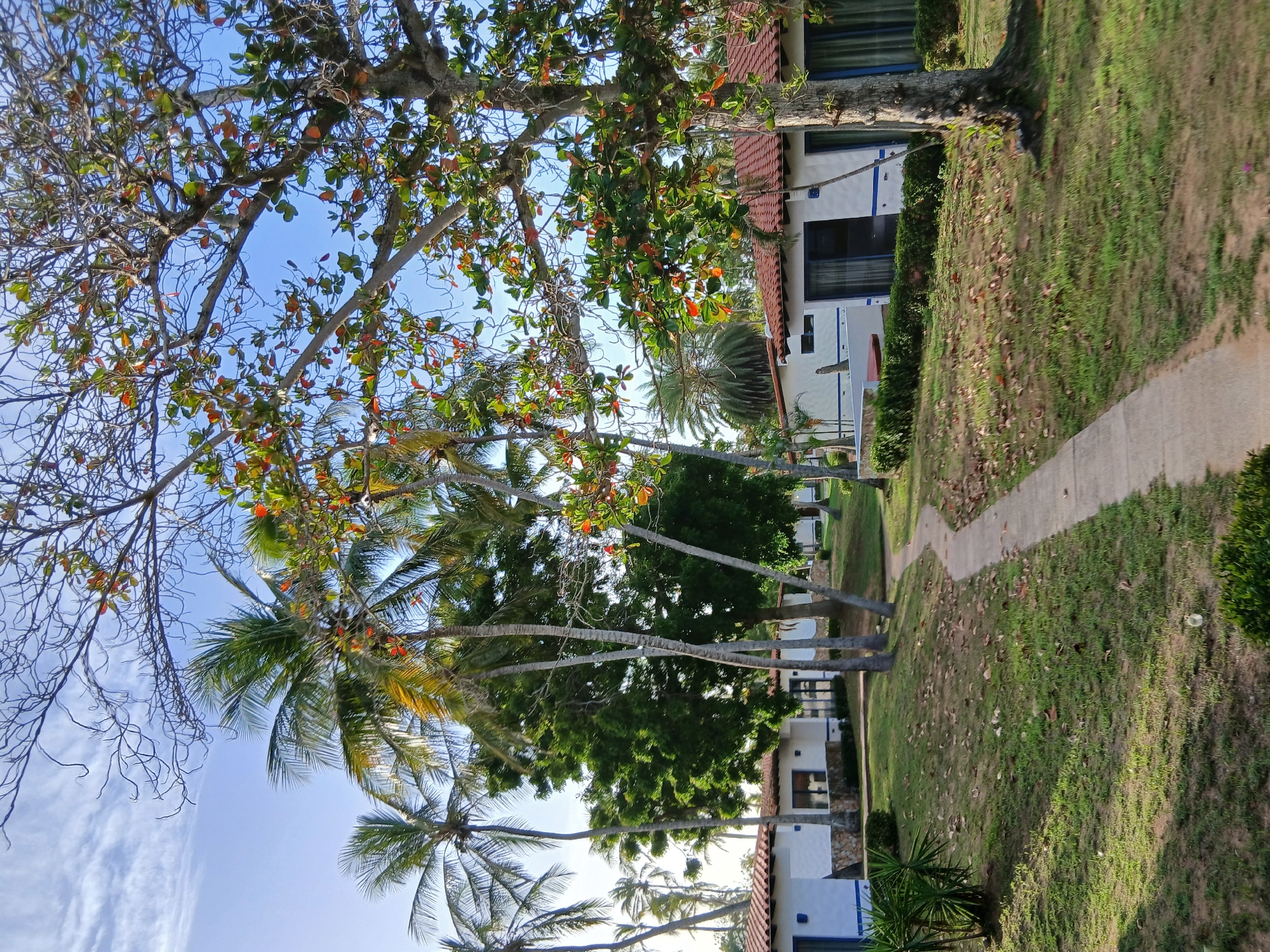 The image shows a pathway leading through a grassy area with scattered leaves towards a row of white buildings with red-tiled roofs. Palm trees and other lush green foliage, including a large tree with colorful leaves, surround the buildings. The sky is blue with some wispy clouds. The scene appears to be a resort or hotel complex in a tropical location, potentially Playa El Agua, Venezuela, given the vegetation and architectural style. There are no people visible in the image.