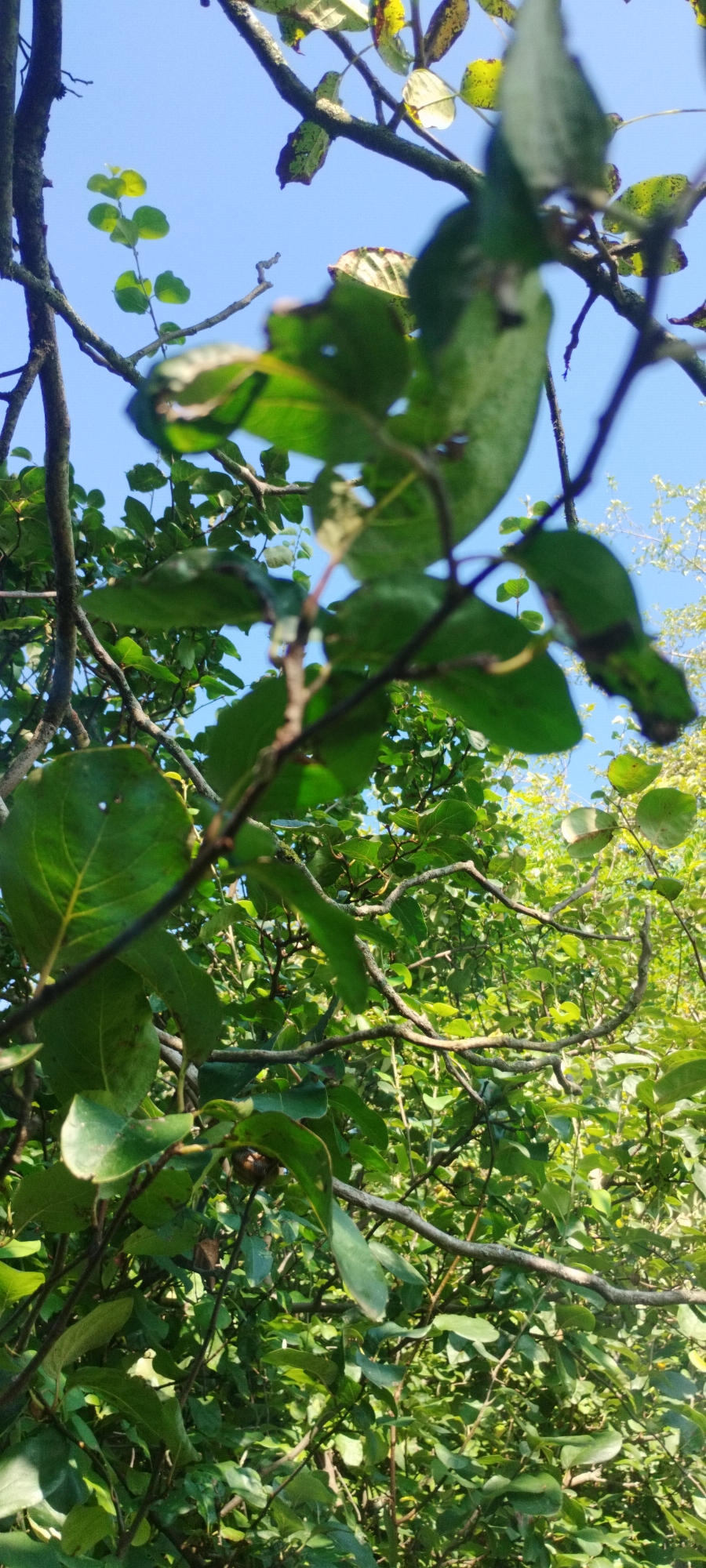 The image shows a close-up view of tree branches and green leaves against a bright blue sky. The branches are dark brown and irregularly shaped, with some appearing twisted. The leaves are various shades of green, with some showing hints of yellow and brown, suggesting they may be nearing the end of their season. The perspective is from below, looking upwards through the foliage. The scene appears to be outdoors in a natural setting, likely a park or garden, given the abundance of greenery and the clear sky. There are no people or man-made structures visible in the image. The overall impression is one of natural growth and the changing of seasons.