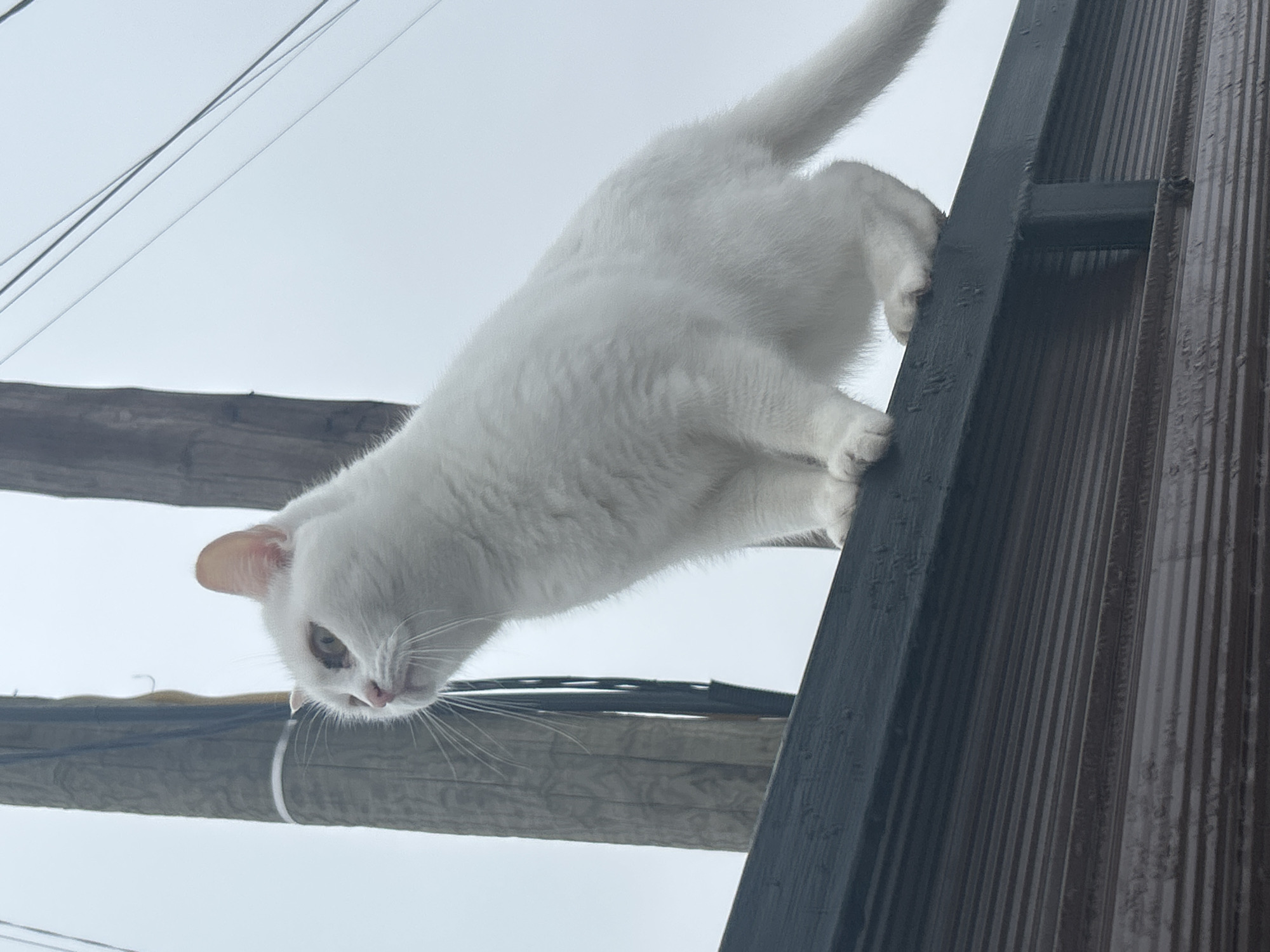 A white cat is positioned atop a utility pole structure in Chaikovsky, Russia. The cat is looking down, its whiskers prominent. The background consists of the sky and utility wires. The utility pole is made of dark-colored wood and metal.