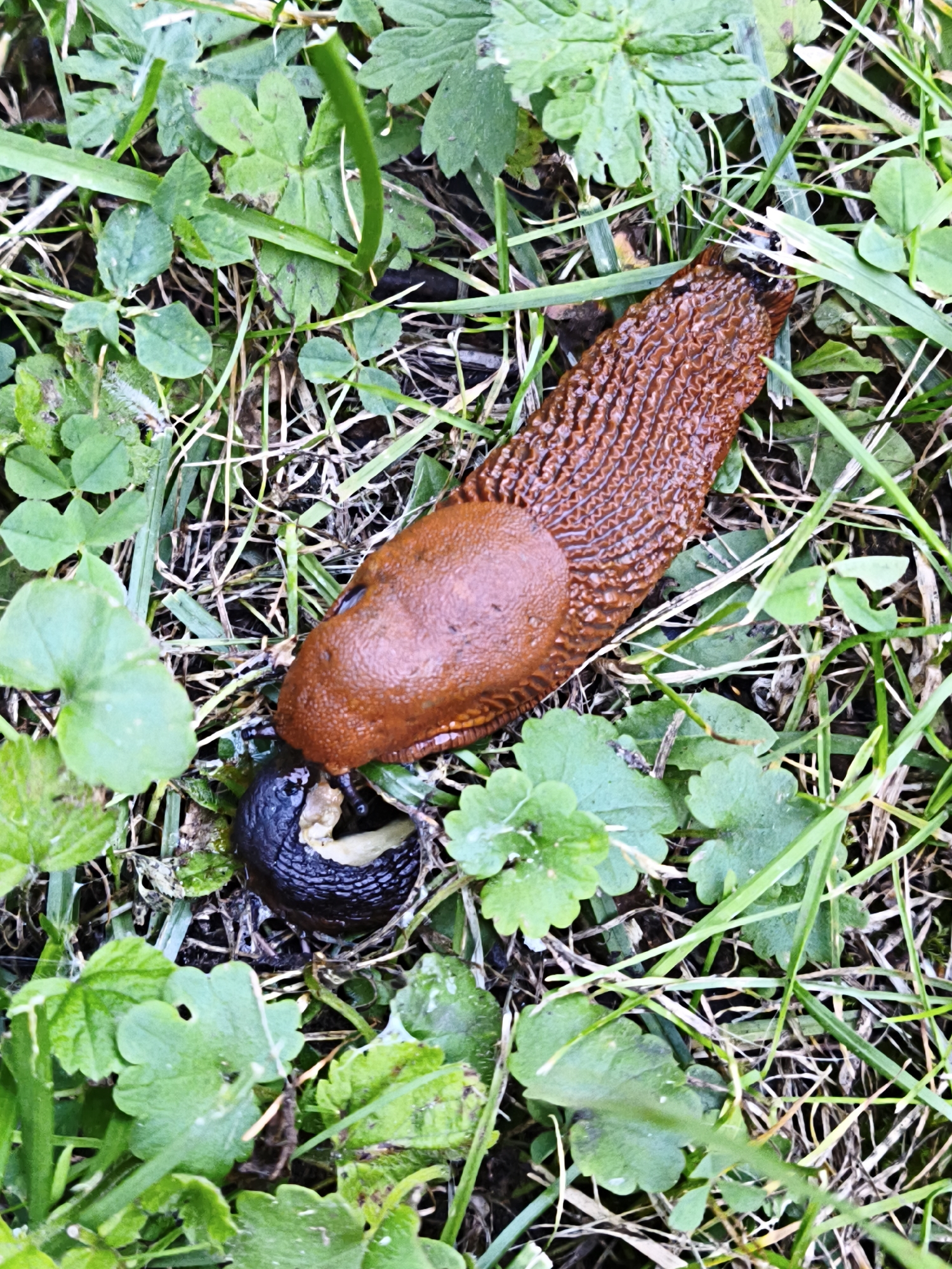 A reddish-brown slug is positioned on green grass and dirt. To the left of the larger slug, a smaller, black slug is visible, partially consumed by the larger slug. The environment appears to be outdoors with some clover-like plants.