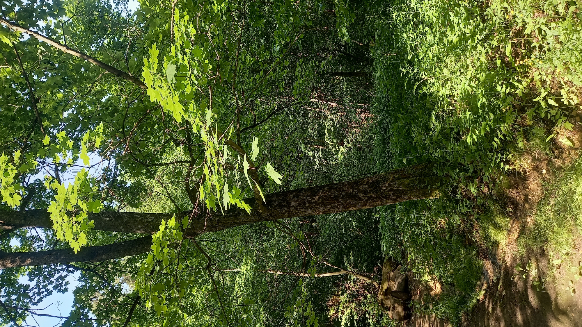 The image displays a sunlit forest environment, indicative of a natural landscape within Zvenigorod, Russia. A prominent tree trunk, dark-barked and leaning subtly right, occupies the foreground slightly left of center. Behind it, a secondary trunk is partially visible. The upper frame reveals a clear blue sky through a dense canopy of deciduous trees, featuring leaves in various shades of green, with some areas brightly illuminated by direct sunlight. The forest floor is densely covered with verdant undergrowth and smaller plants, exhibiting a pattern of sun-drenched patches and deep shadows. A discernible dirt path traverses the left side of the frame, alongside which are visible several cut logs or natural tree stumps. No human or animal subjects are present; the scene is devoid of observable action or interaction.