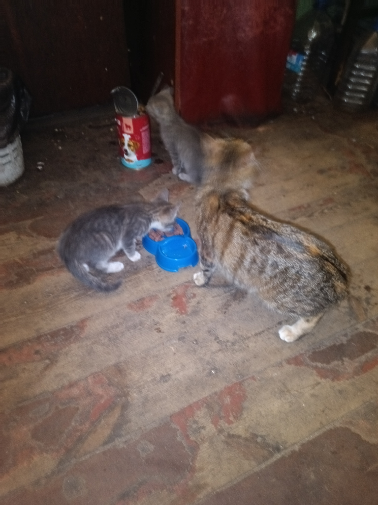 The image depicts a domestic scene with three cats. A gray tabby kitten is eating from a blue food bowl placed on a wooden floor. Next to it, a tortoiseshell cat, also standing, is looking towards the food bowl. In the background, another gray kitten is visible near an opened can of cat food. The environment appears to be an indoor area with a reddish-brown wooden floor and a dark wooden wall or cabinet. There are several plastic bottles in the background, possibly water bottles. The lighting is dim. The image does not provide any specific clues to determine its location within Kyiv, Ukraine.