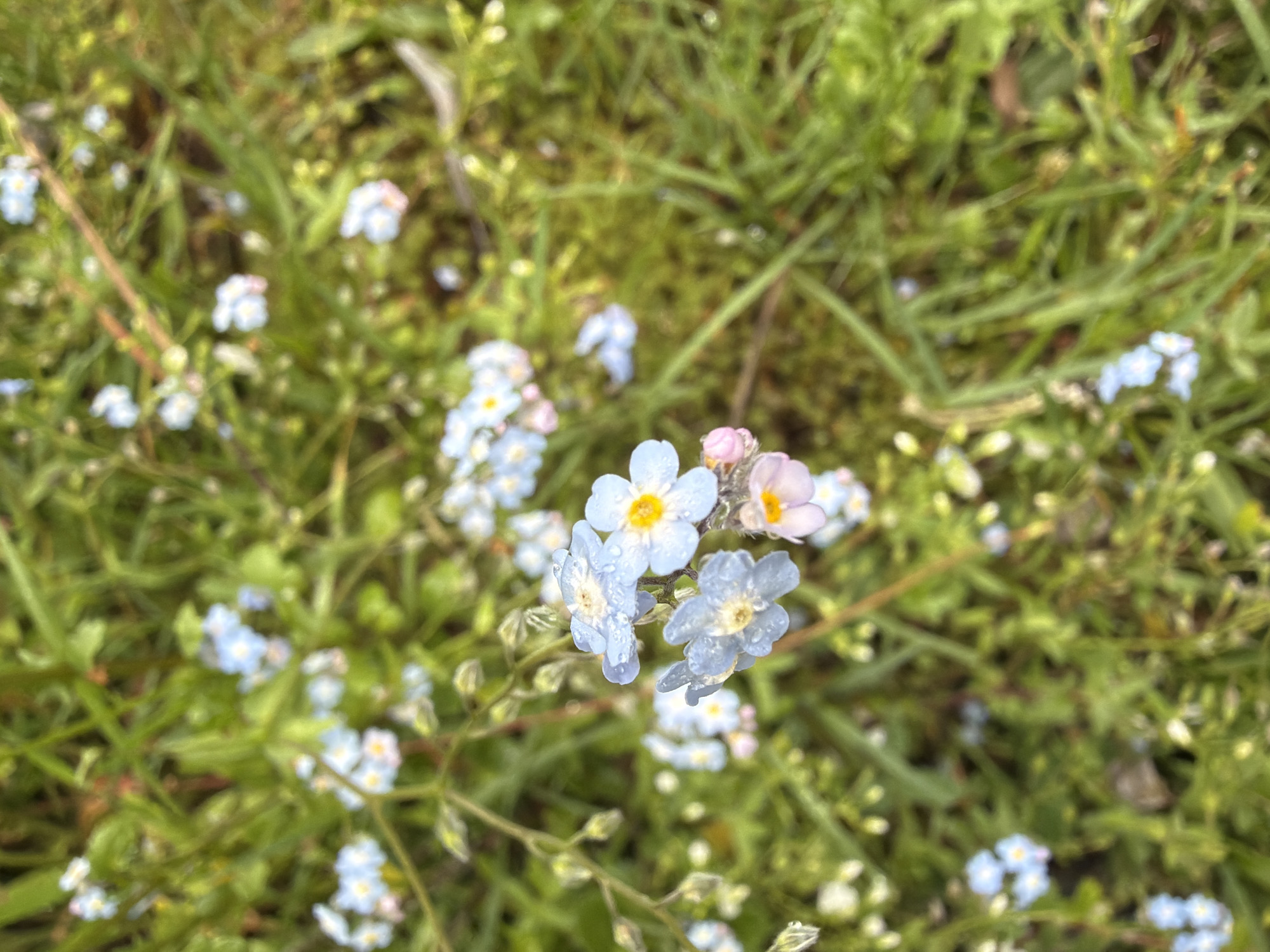 A close-up, top-down shot captures a cluster of small, blue forget-me-not flowers scattered amongst lush green grass. Some of the flowers have delicate yellow centers, and a few droplets of water are visible on their petals, suggesting recent rain. The background is a soft blur of more greenery, creating a natural, outdoor setting that could be found in a park or garden in Mestia, Georgia. The image is sharpest on the foreground flowers, drawing the viewer's attention to their intricate details.