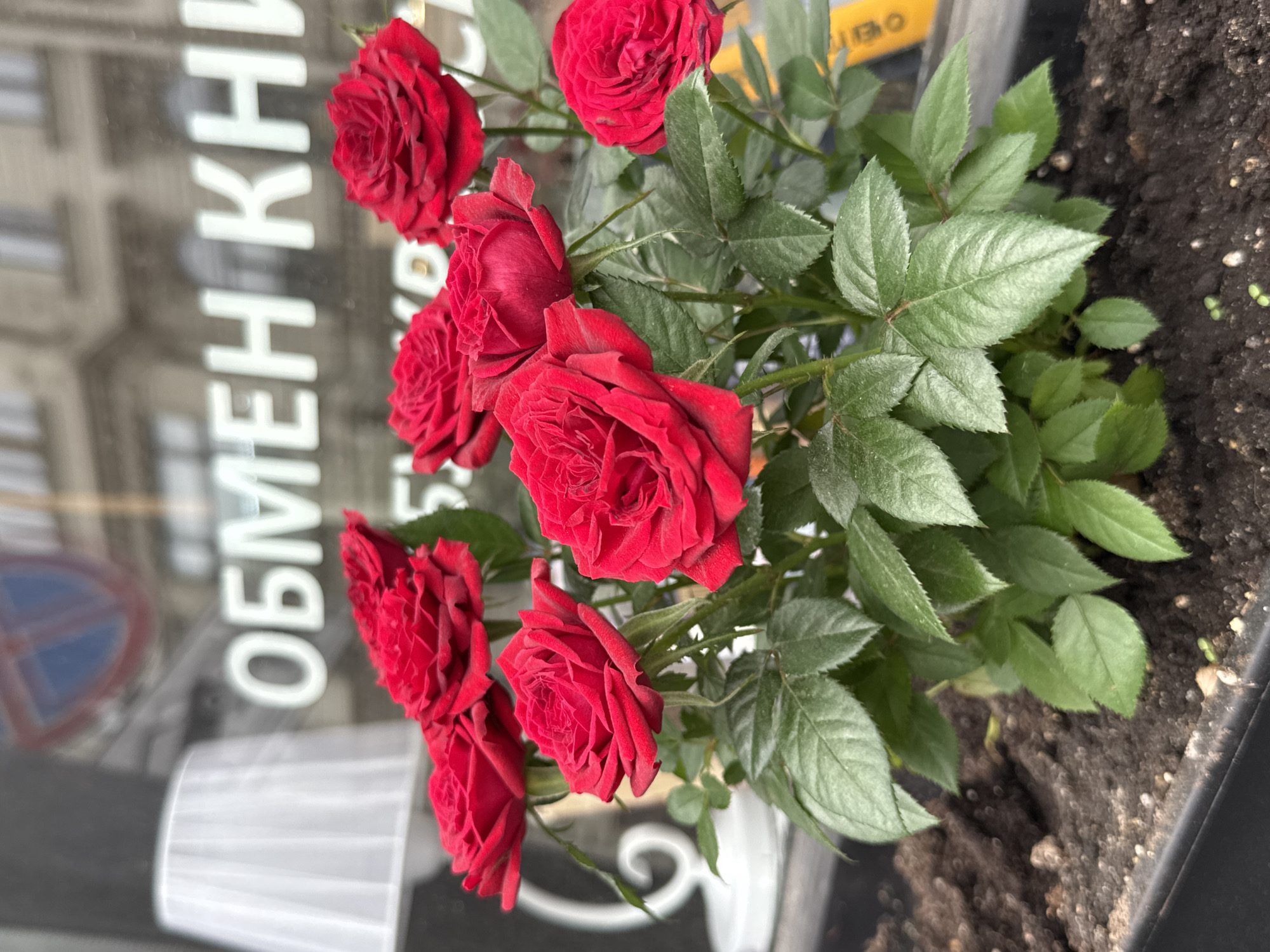A close-up, tilted, eye-level shot shows a cluster of red roses in a pot, positioned outside a shop window. The flowers are in full bloom, with multiple layers of petals. The green leaves of the rose bush are also visible. The pot is filled with dark soil.
Behind the roses and the pot, the shop window reflects the blurred image of a street and buildings, suggesting an urban setting. White Cyrillic lettering is affixed to the glass of the shop window. The reflection in the window includes a white object, likely a plastic container, with a circular object in the background. The overall impression is that of a small, vibrant, well-cared-for plant in a public urban setting. Saint Petersburg, Russia is indicated by the Cyrillic lettering.