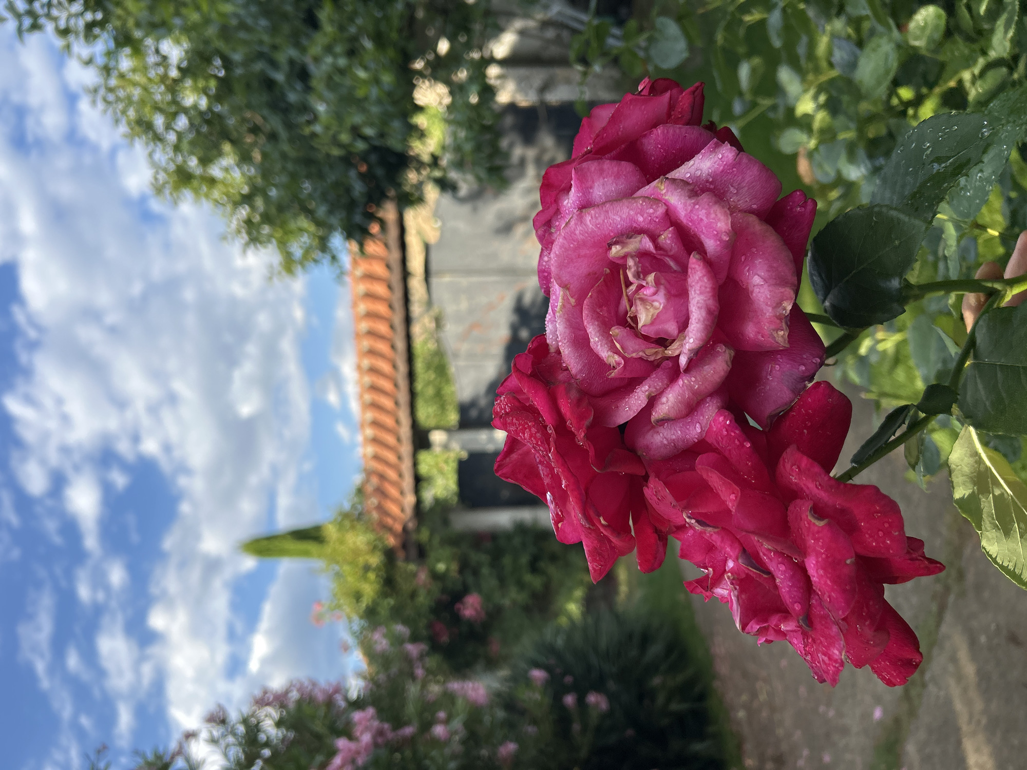 In the foreground, a cluster of lush pink and crimson roses, glistening with water droplets, commands attention. The roses are in full bloom, their petals soft and velvety, with delicate tinges of lighter pink towards the center of the largest bloom. Behind the roses, a pathway of light-colored gravel recedes into the background.
Further back, a rustic, orange-tiled roofline arches over a dark, wooden gate, hinting at a secluded courtyard or garden. The gate is flanked by lush green foliage and trees, creating a sense of enclosure and privacy. In the distance, a tall, slender cypress tree stands sentinel against a bright blue sky dotted with fluffy white clouds. The scene is bathed in natural sunlight, casting soft shadows and highlighting the vibrant colors of the flora. The overall impression is one of serene natural beauty, possibly in a residential garden setting within Polenitsa, Bulgaria, known for its picturesque landscapes and abundant flora.