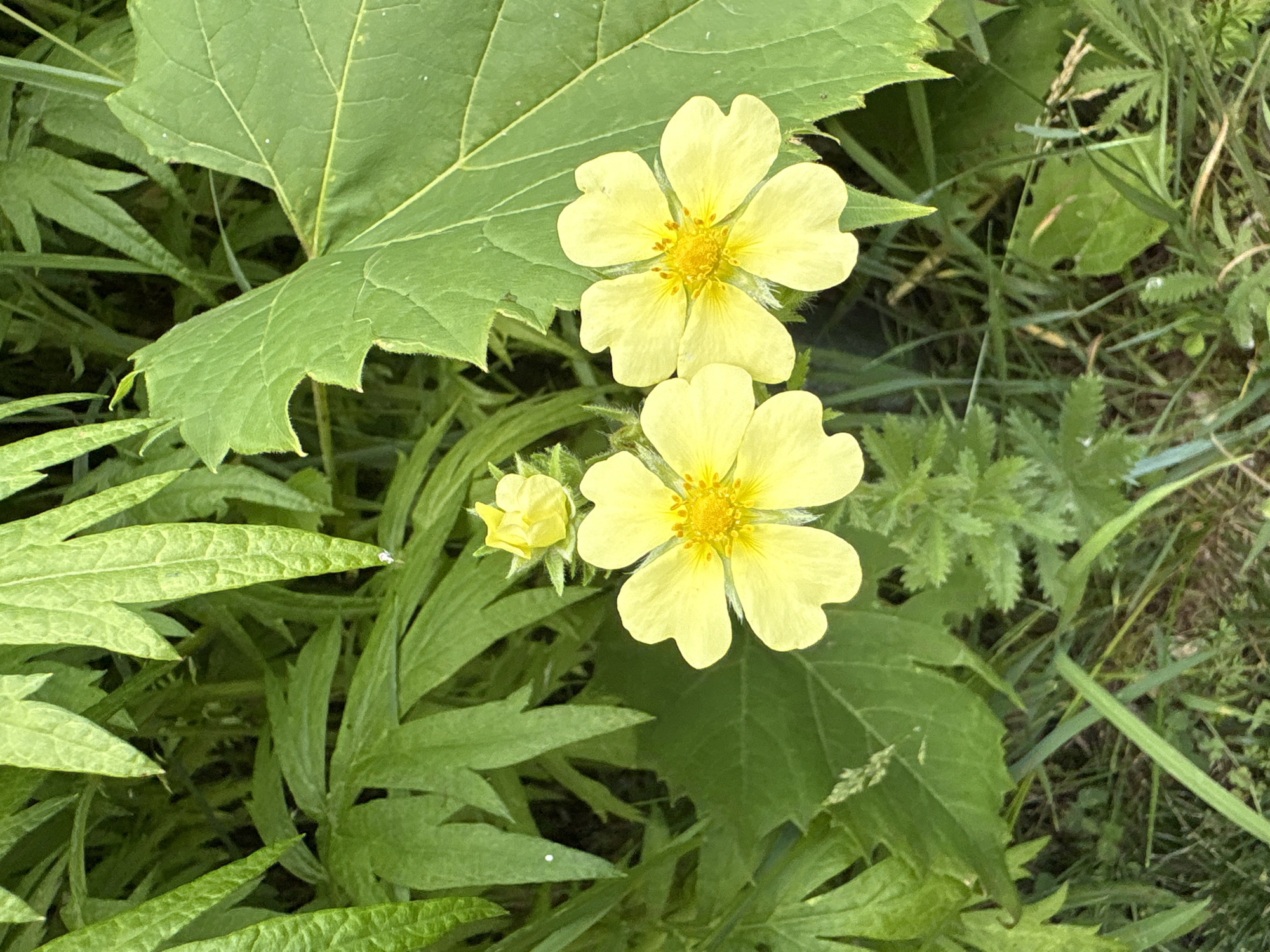 A close-up, high-angle shot features two bright yellow flowers with five petals each, their centers dotted with yellow stamens. One flower is in full bloom, while the other, located to the left and slightly above, is a bud, tightly closed. These flowers are surrounded by vibrant green foliage, with some leaves appearing broad and serrated, while others are more delicate and feathery. The background is a blur of more green foliage and hints of dry grass, suggesting an outdoor, natural setting. The lighting appears to be natural daylight, with soft shadows indicating it's likely daytime. No people, text, or specific identifiable landmarks are visible. The overall impression is a simple yet beautiful capture of nature's flora, possibly in a park or garden within the city of Niagara Falls, USA.